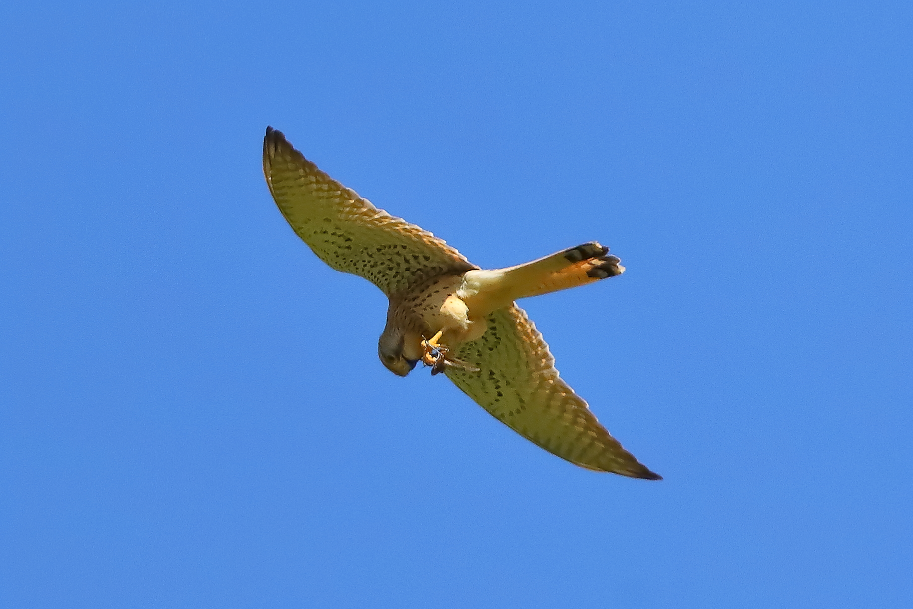 Gheppio 11 aprile 2024 - 0090