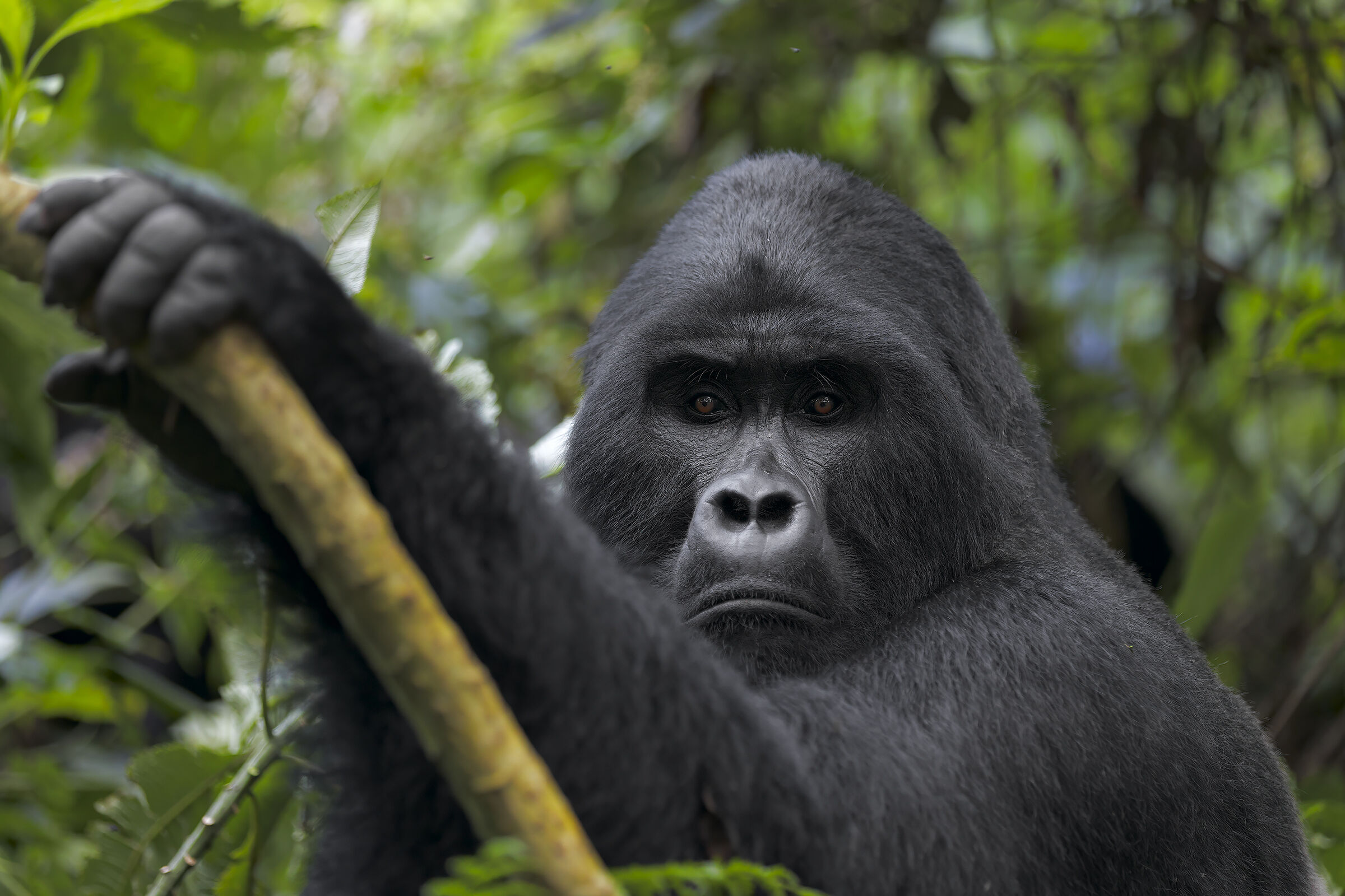 Lo sguardo del Silverback