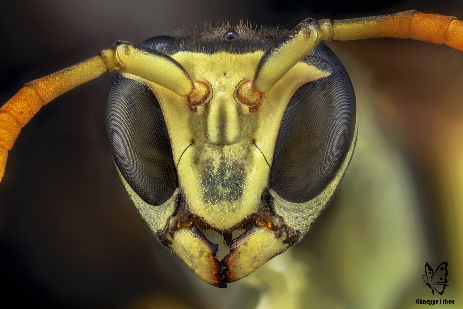 Polistes dominula, Vespidae