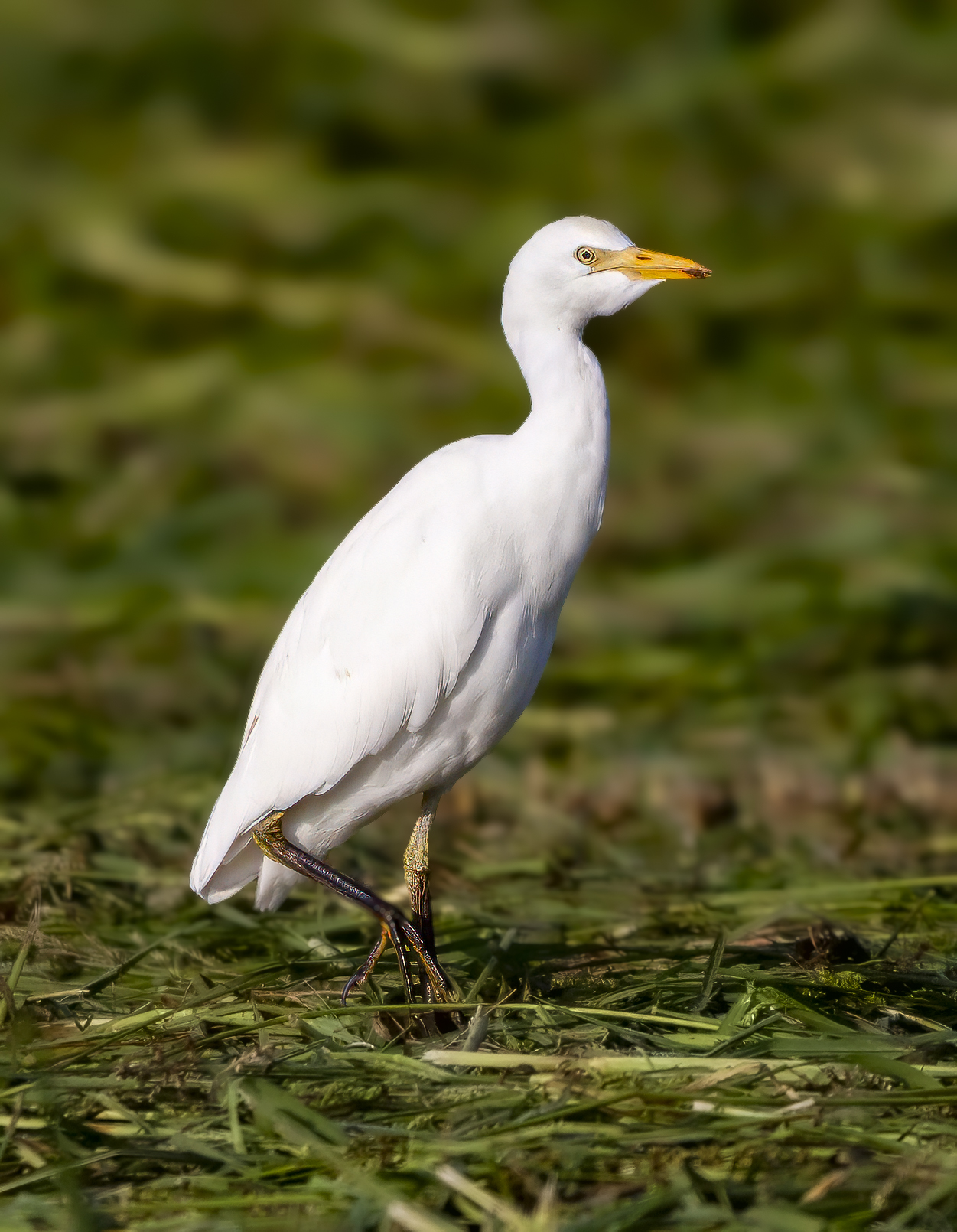 Cattle egret