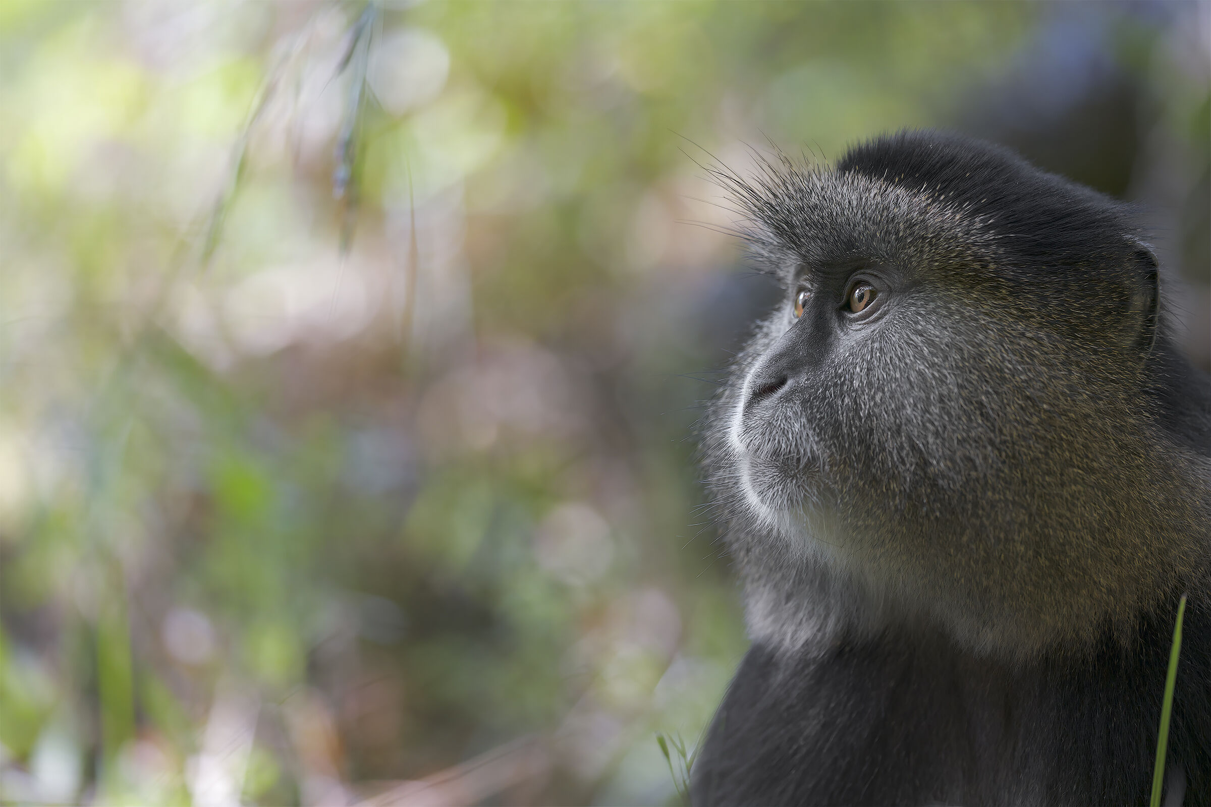 Ceropiteco dorato tra l'erba