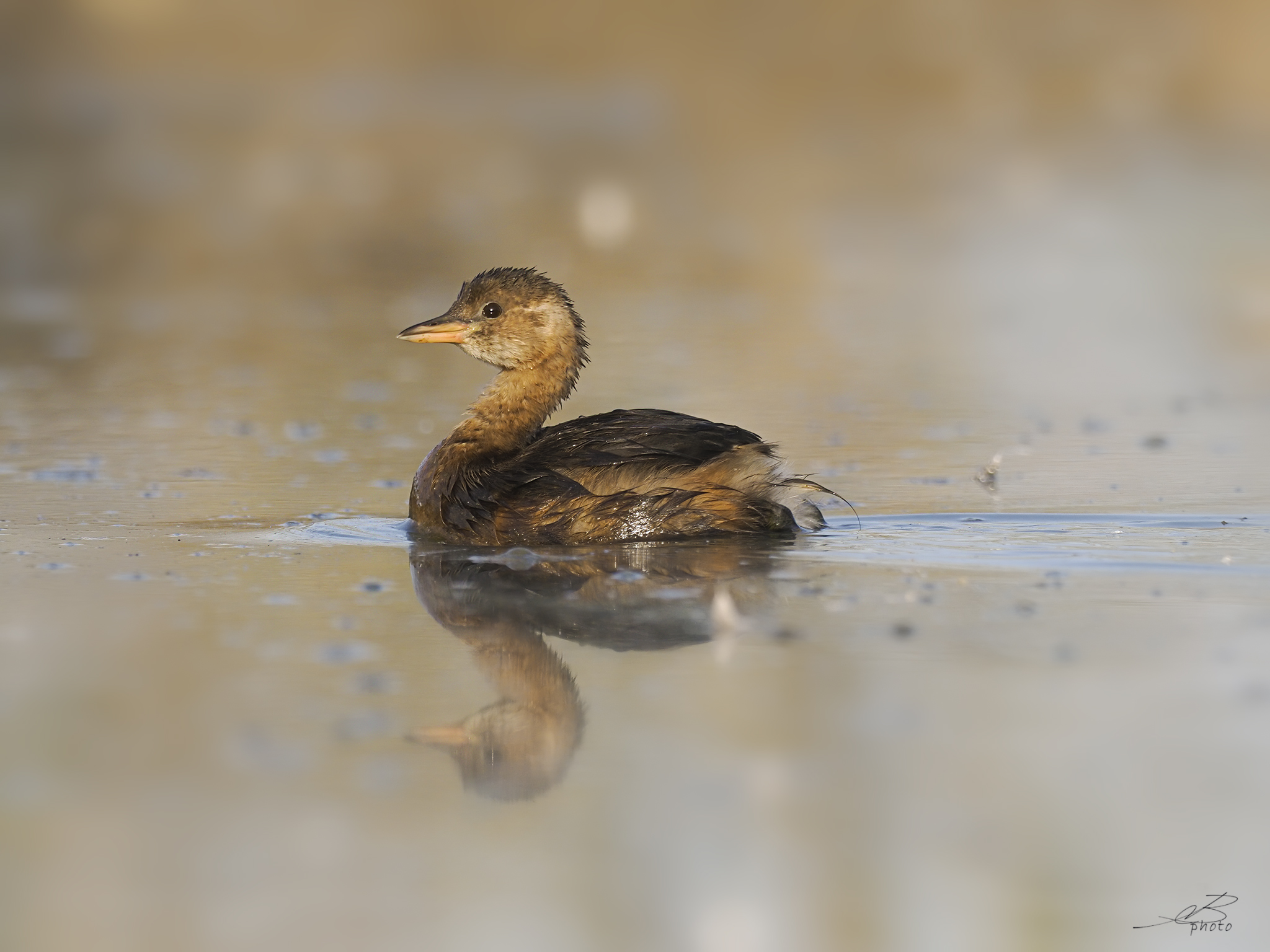 Dabchick