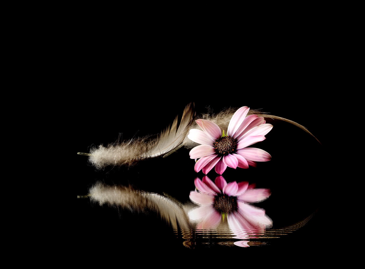 still life with a flower