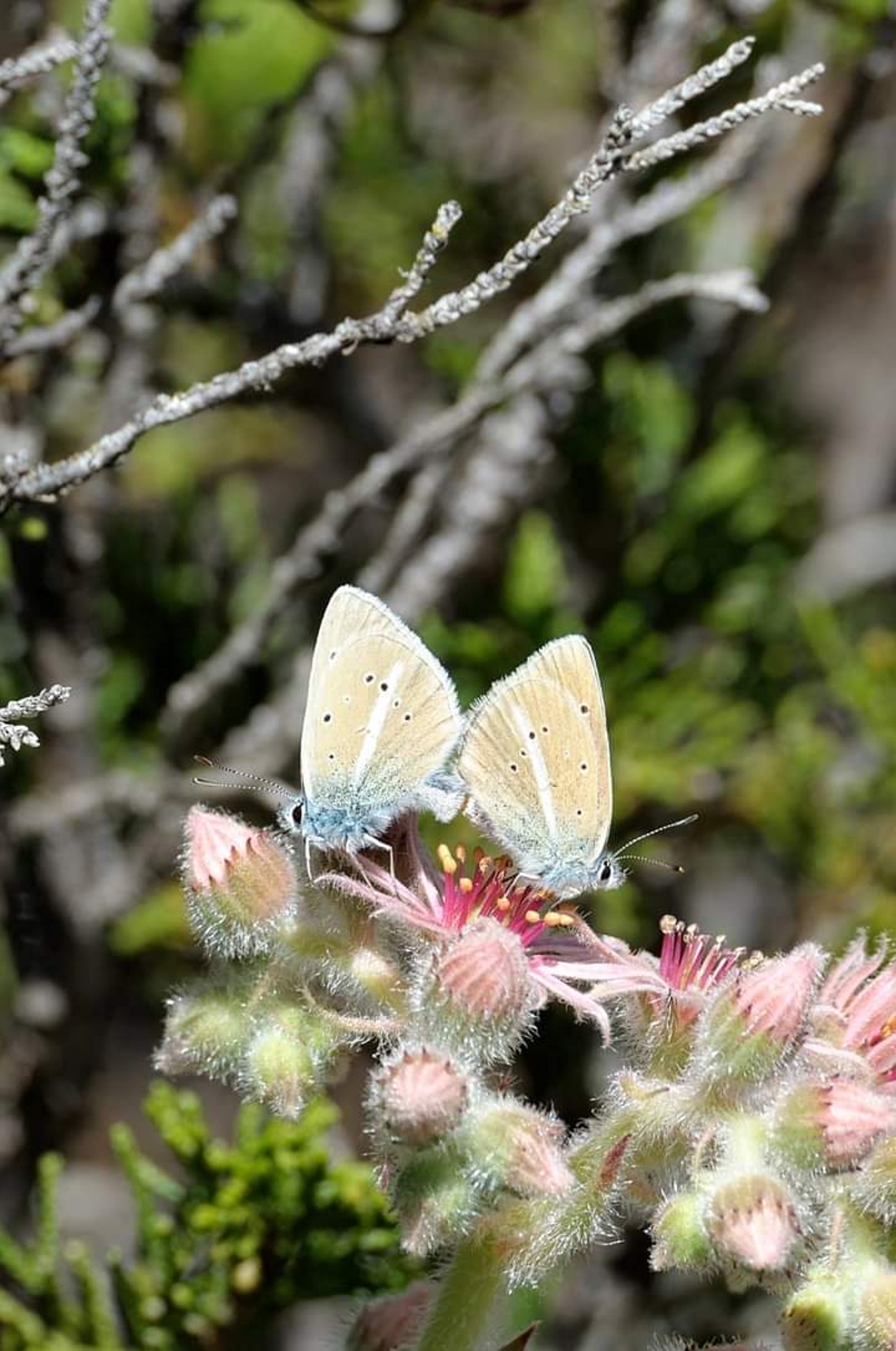Polyommatus in accoppiamento