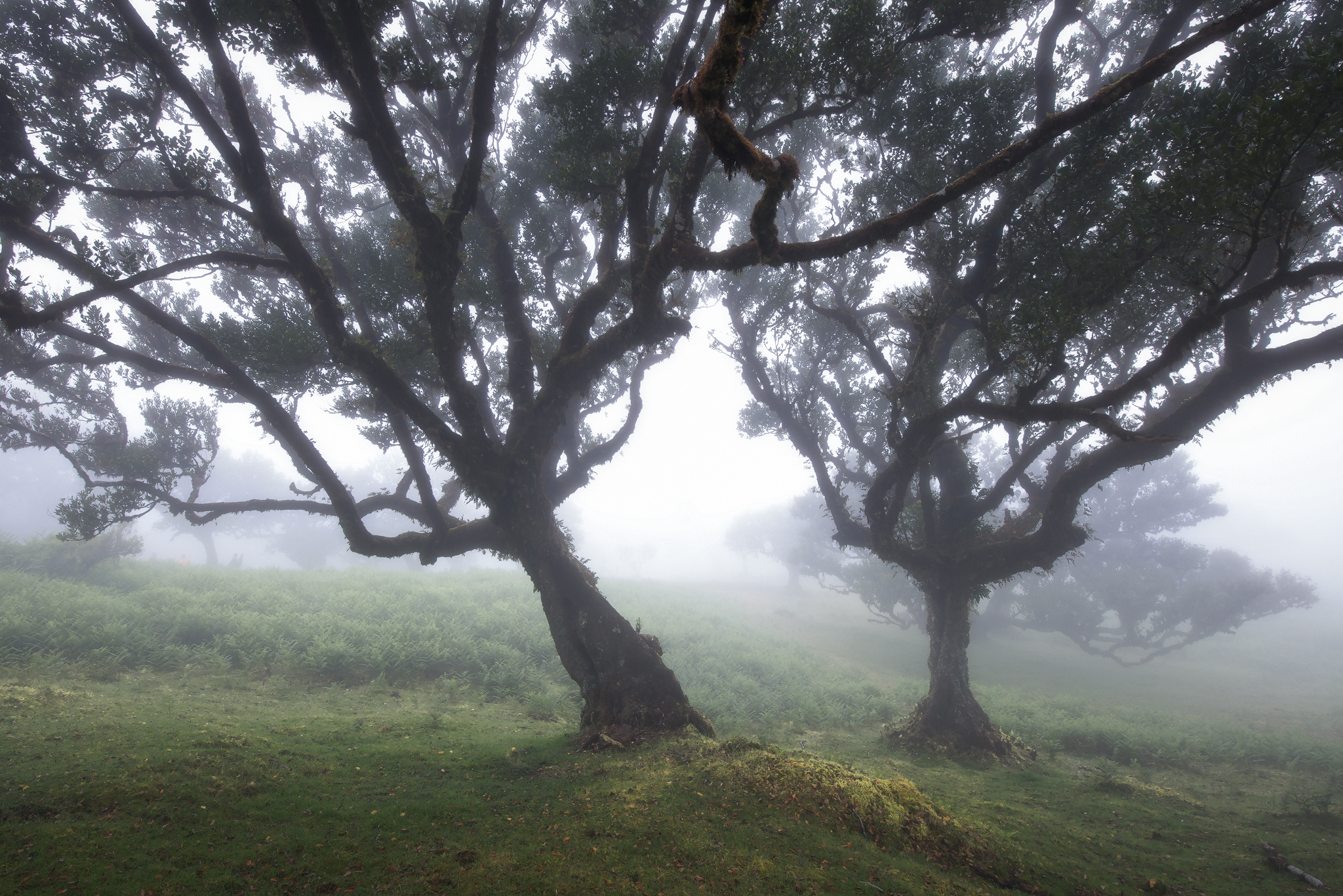 Dancing Trees