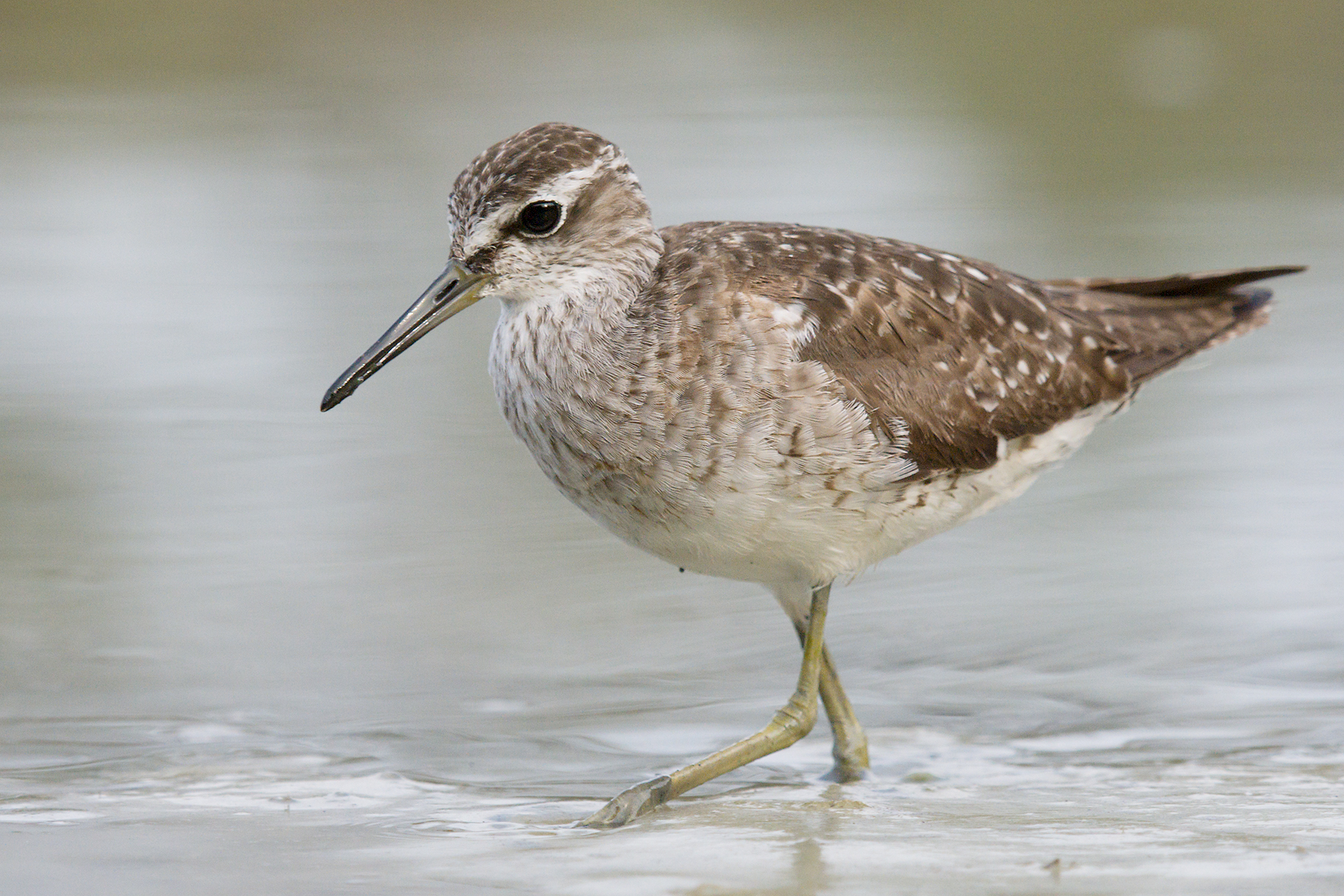 Wood Sandpiper