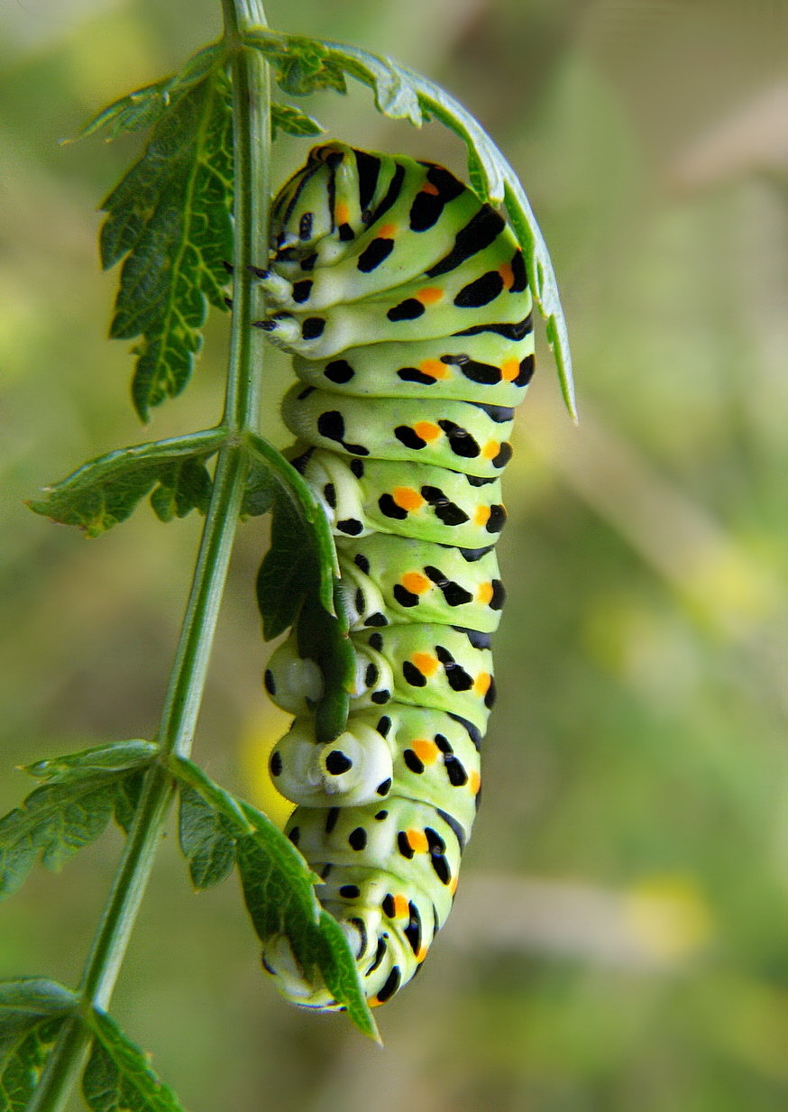 prevention against rain Papilio machaon caterpillar