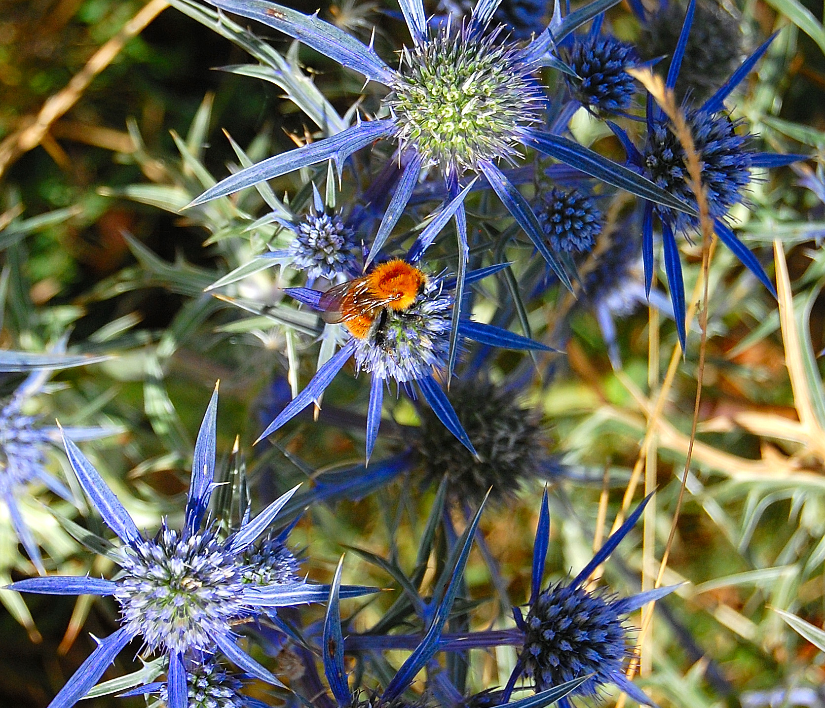 Blue Thistles and Host