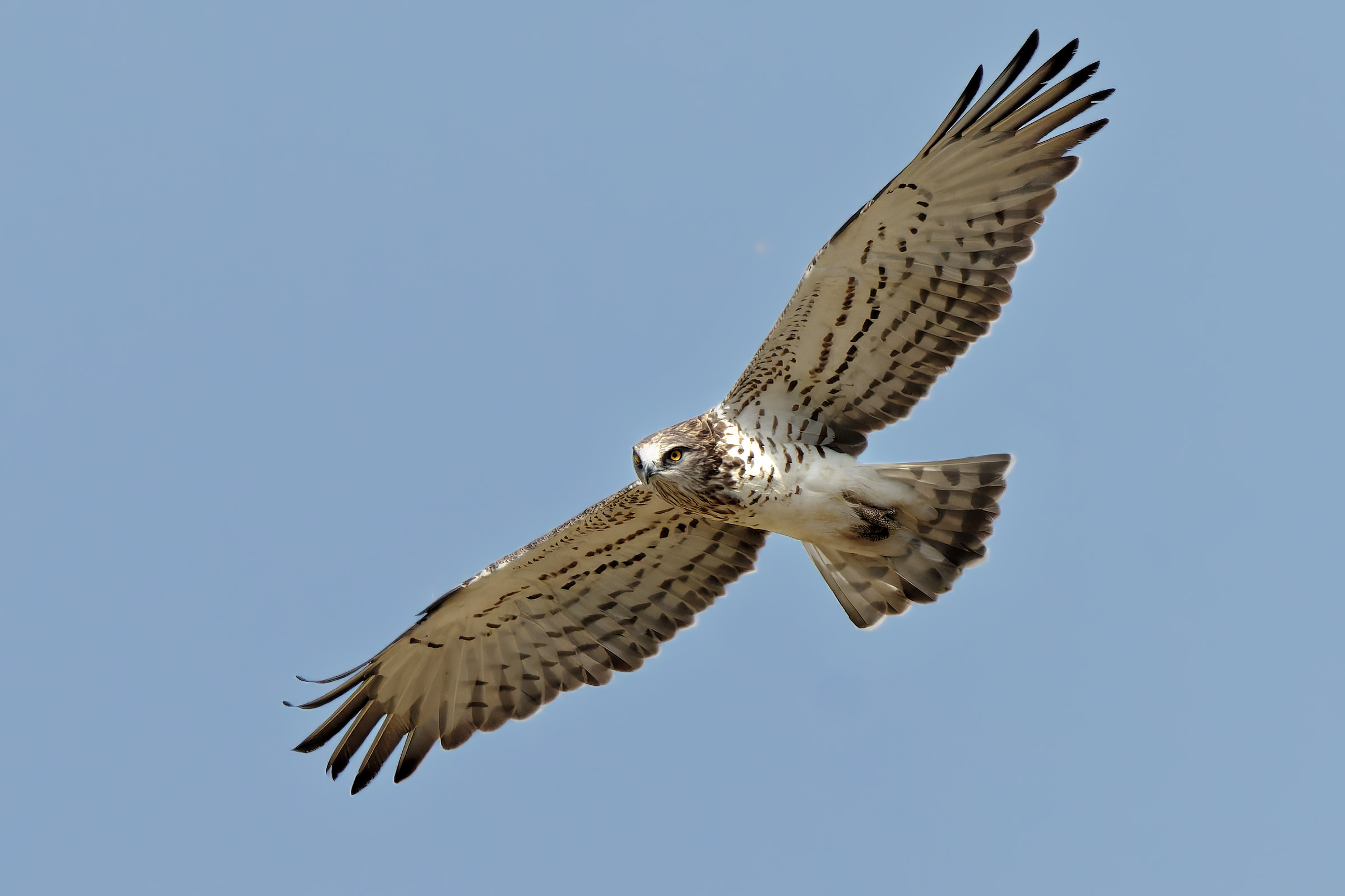 The Short-toed Eagle