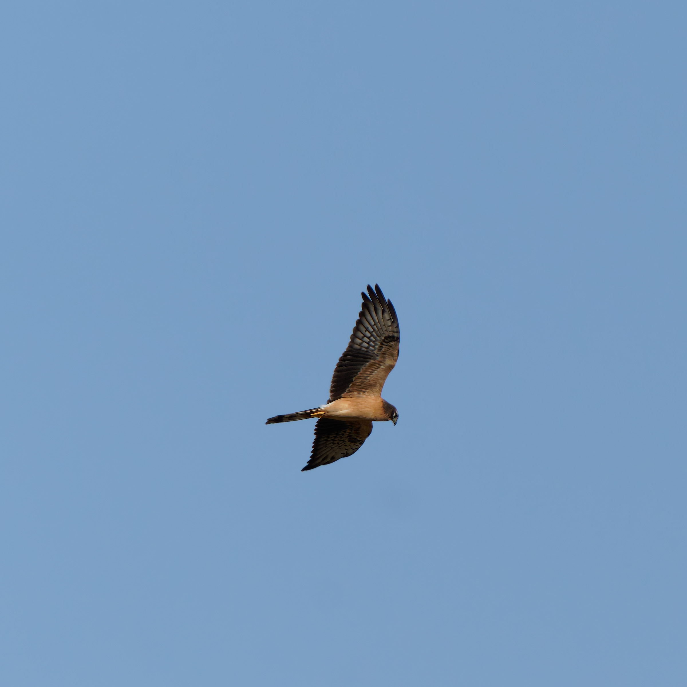 Pale Harrier