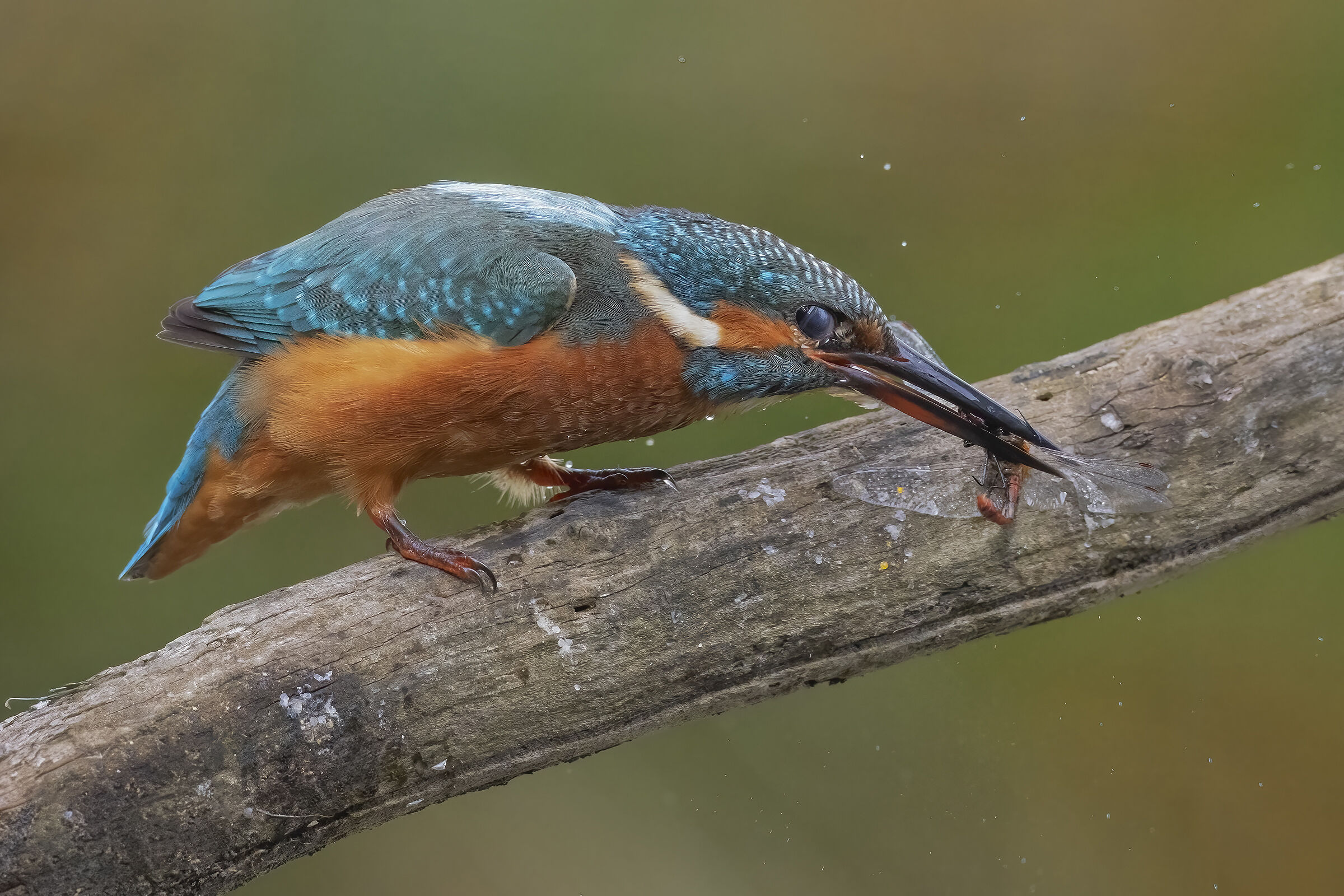 The end of the Libelulla