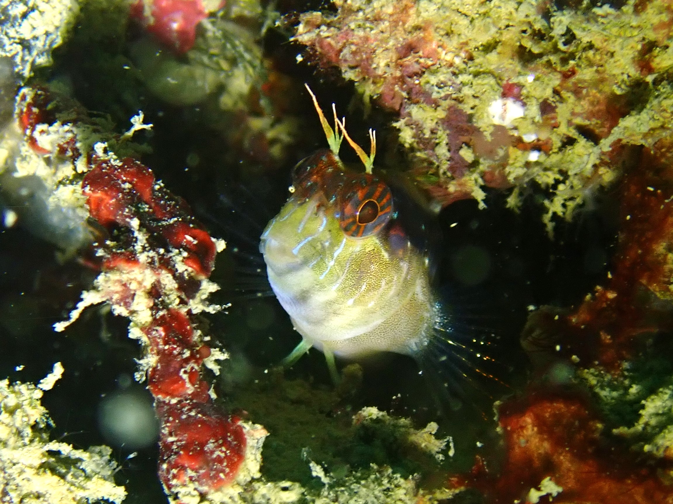 Parablennius rouxi