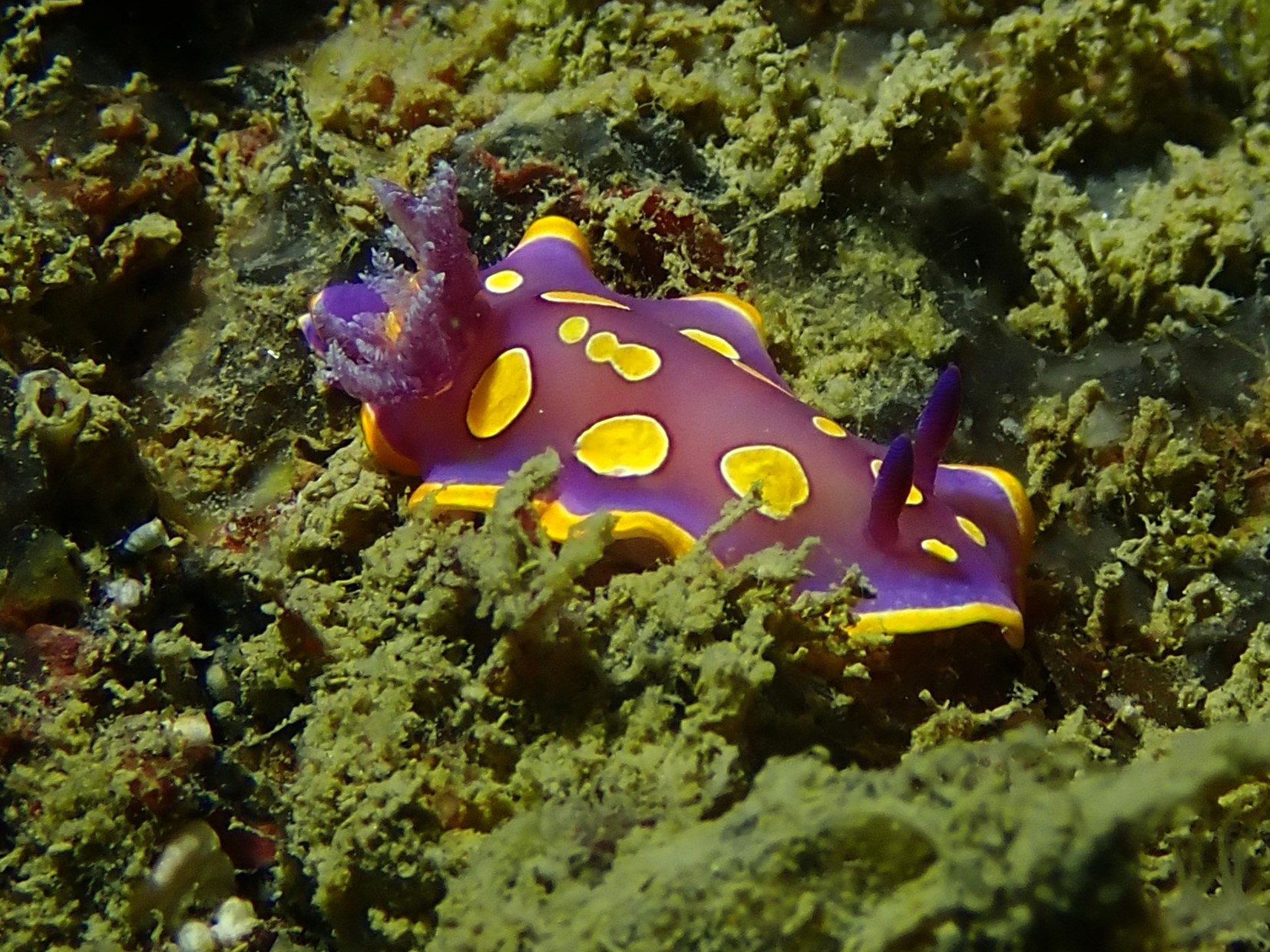 Felimida luteorosea