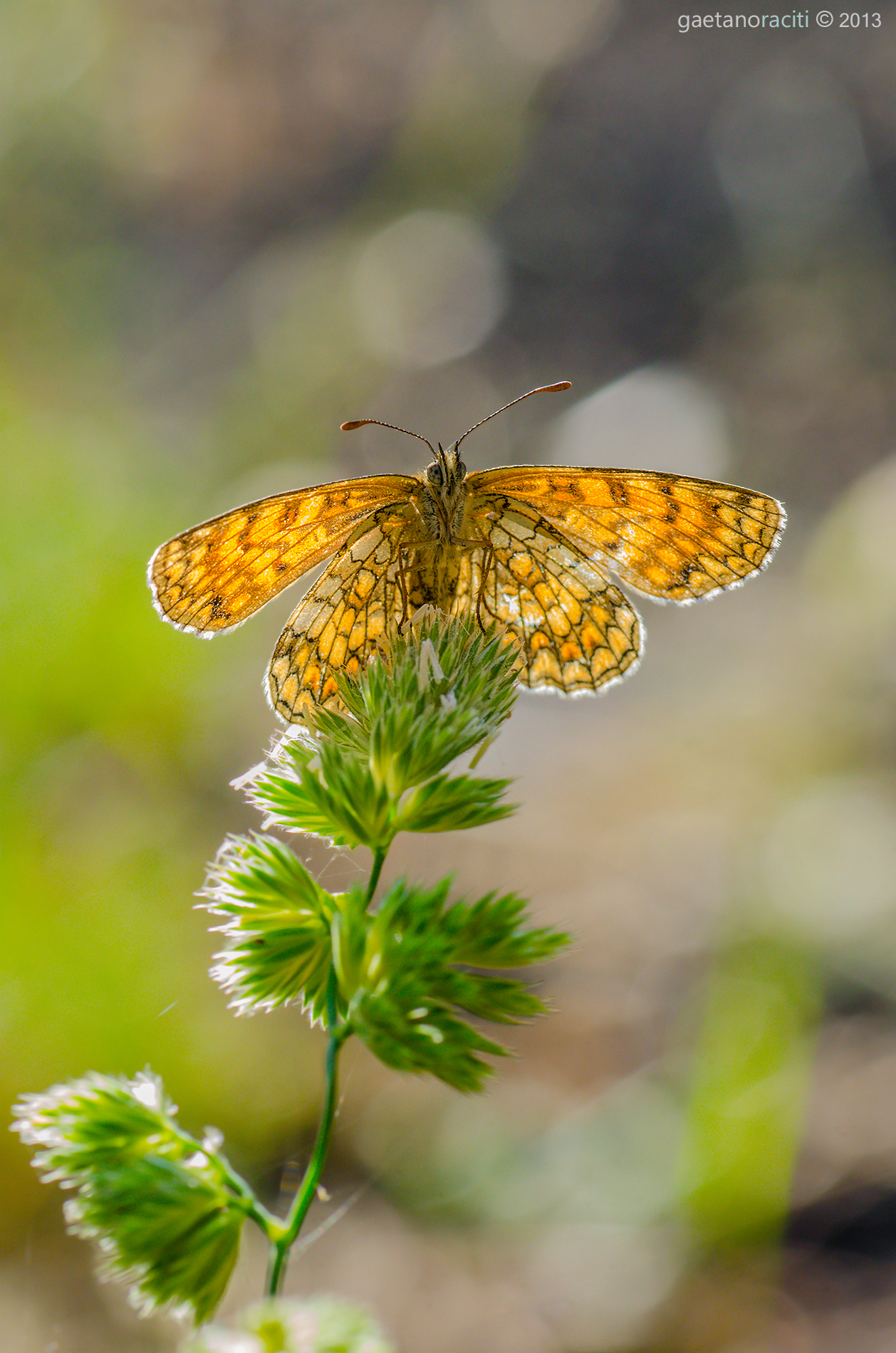 Basking in the sun ....