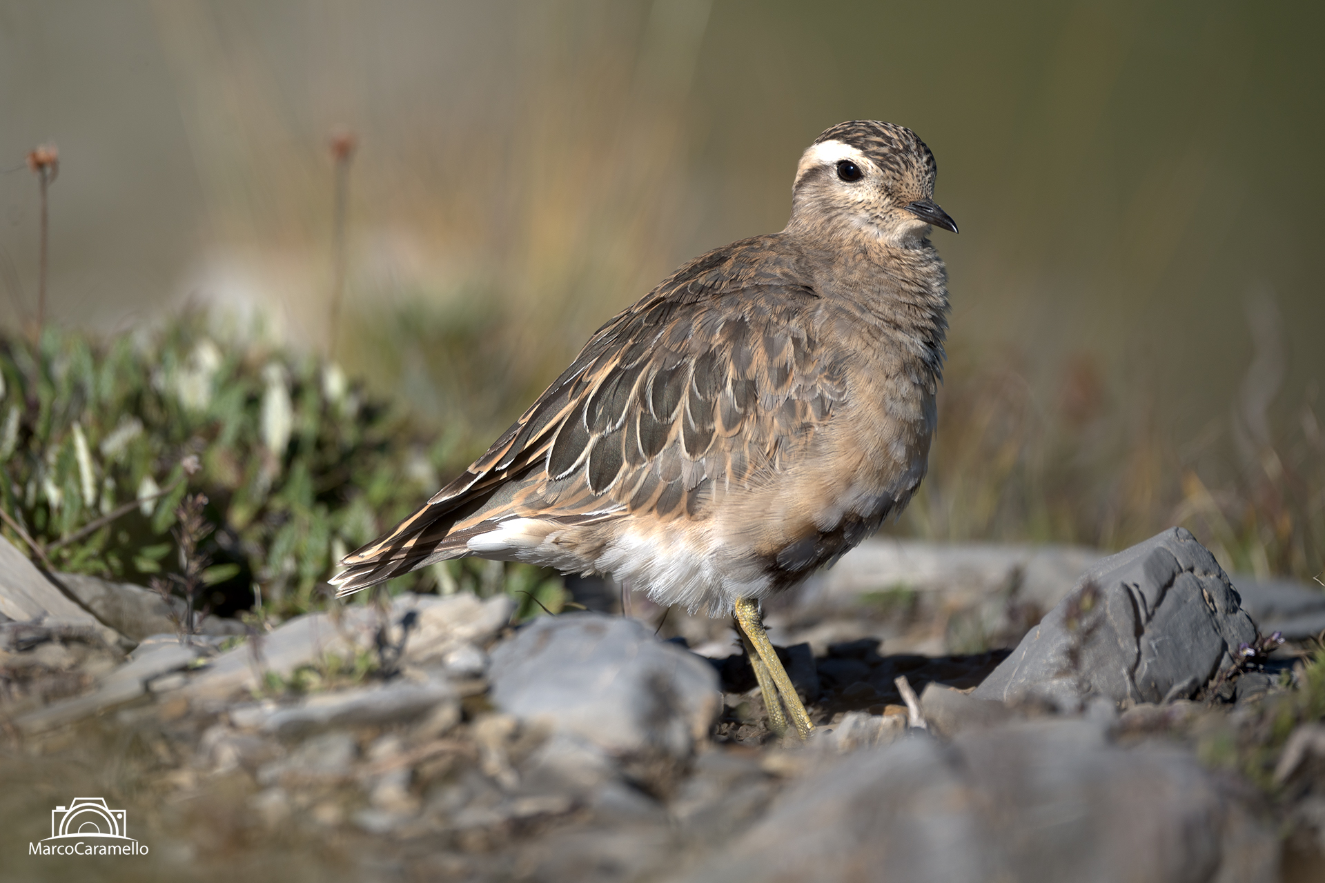 Tortolino plover