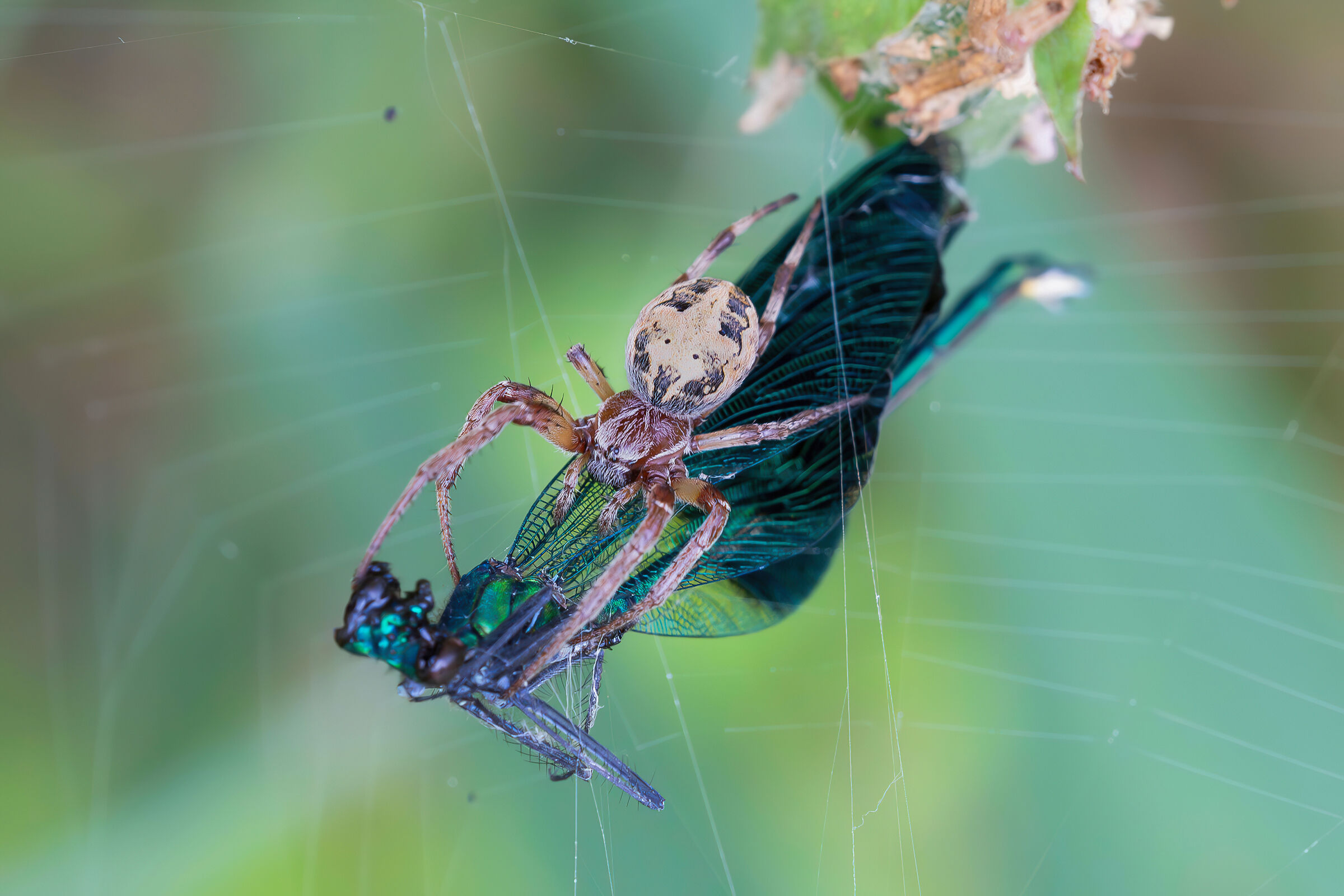 Larinoides cornutus prey Calopteryx splendens