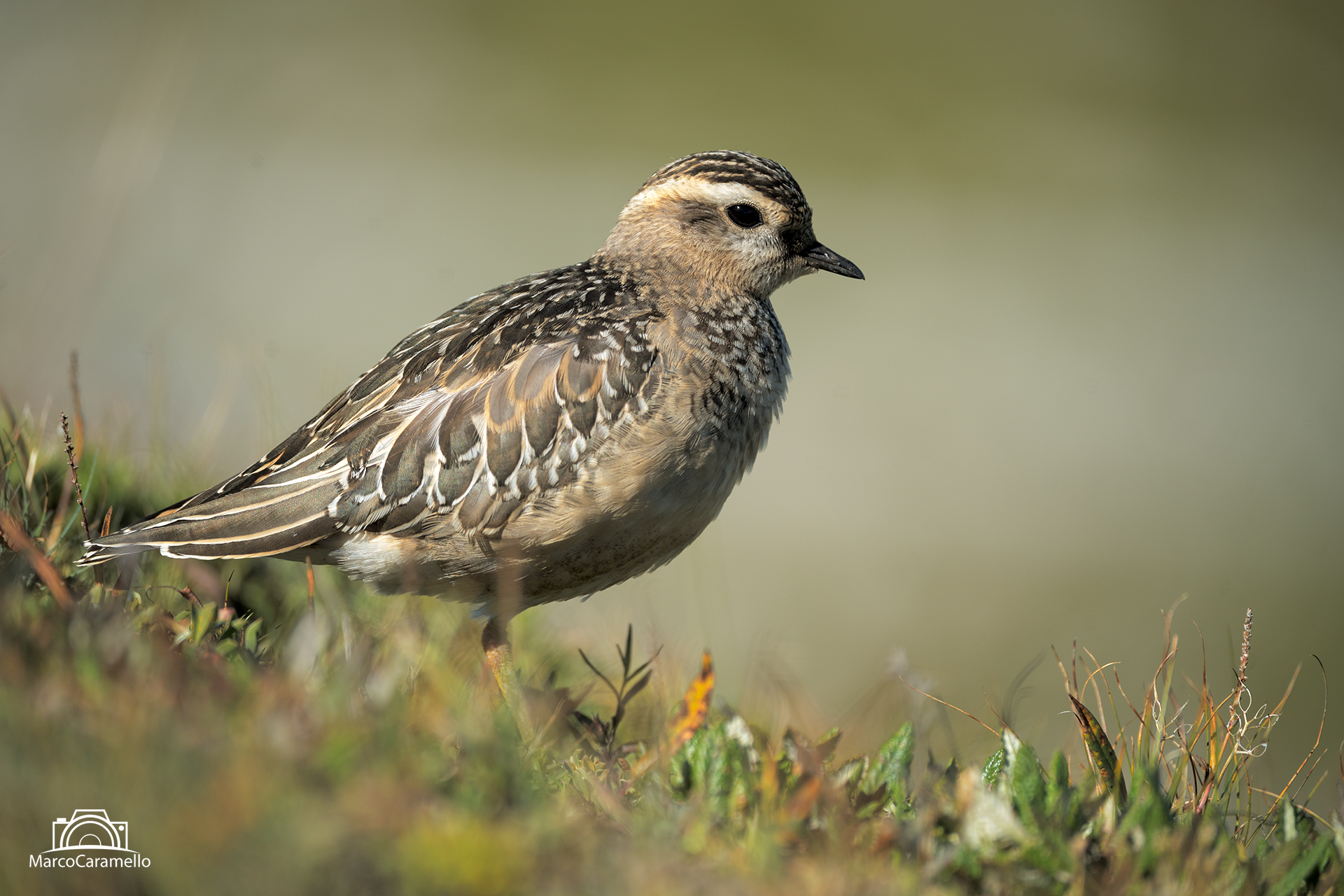 Tortolino Plover