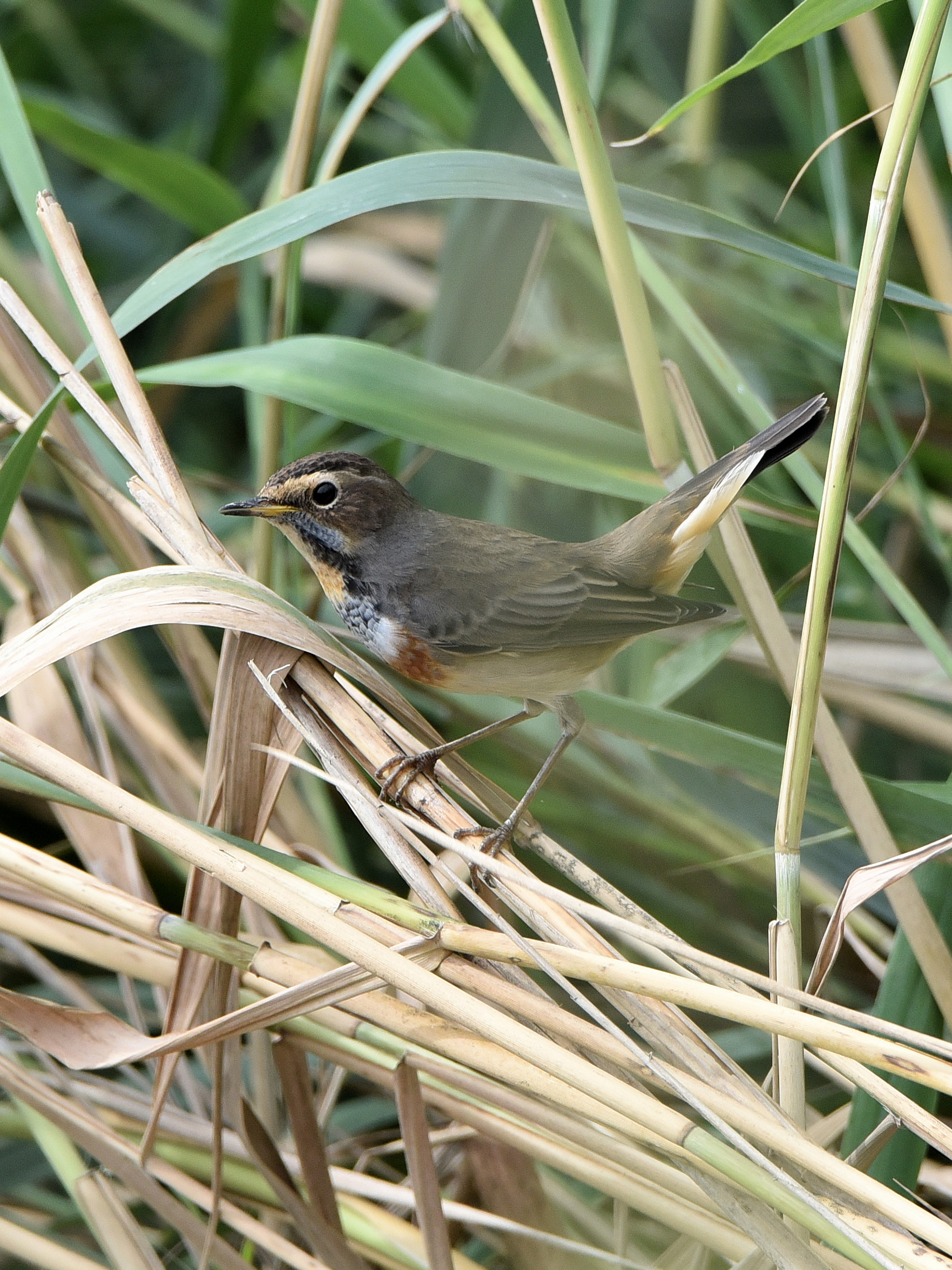 Bluethroat