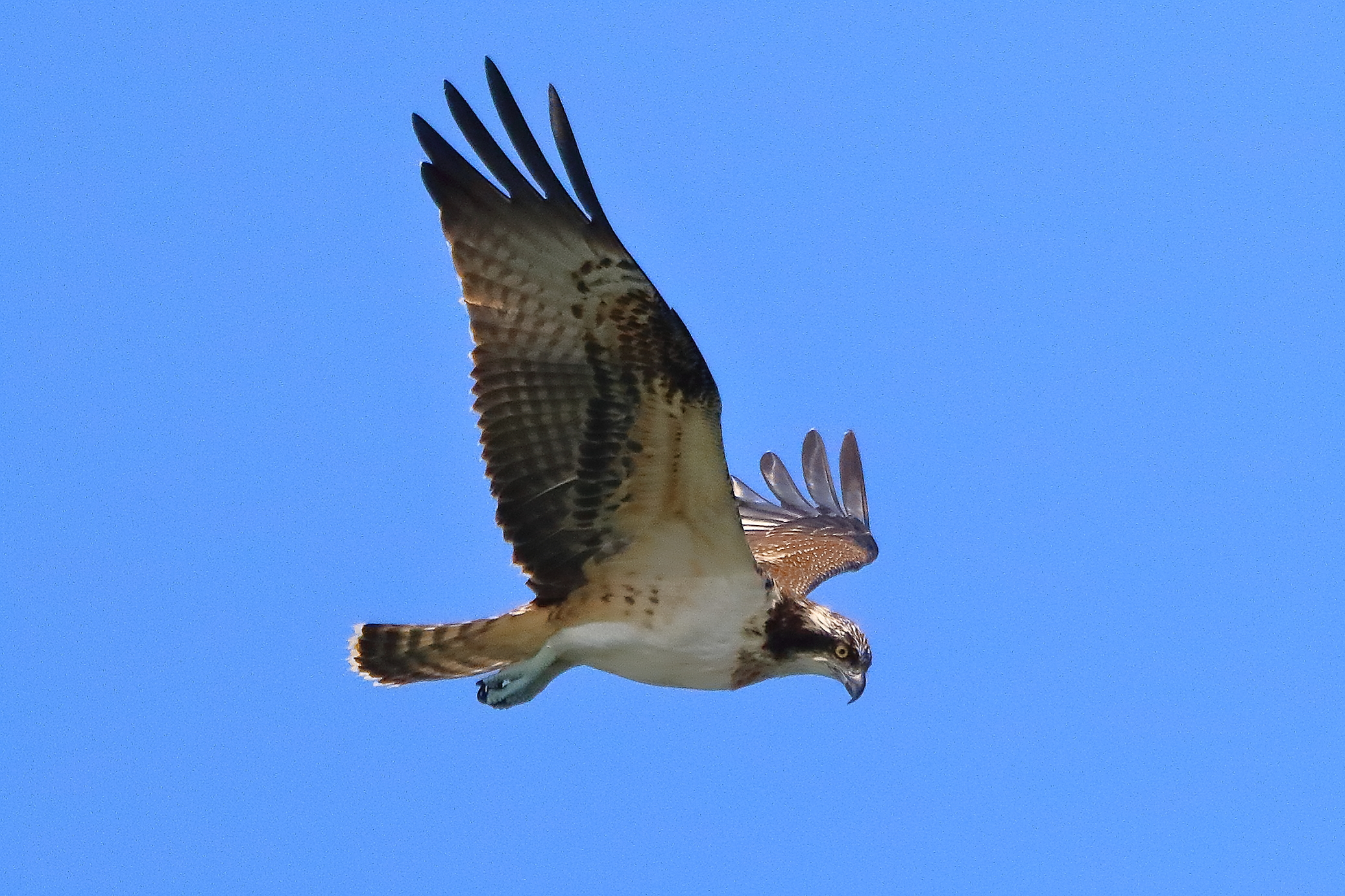 Falco pescatore 02 settembre 2021 - 0600