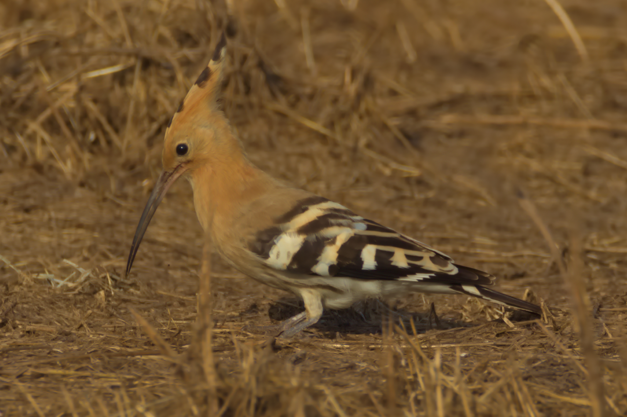 Hoopoe