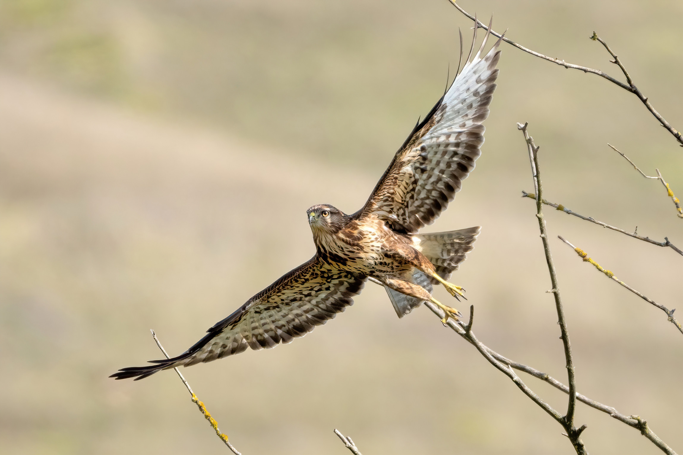 Buzzard (Buteo buteo)