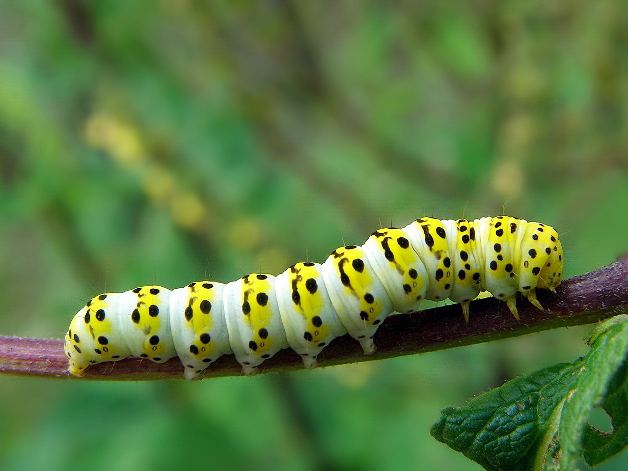 Cucullia verbasci Linnaeus 1758