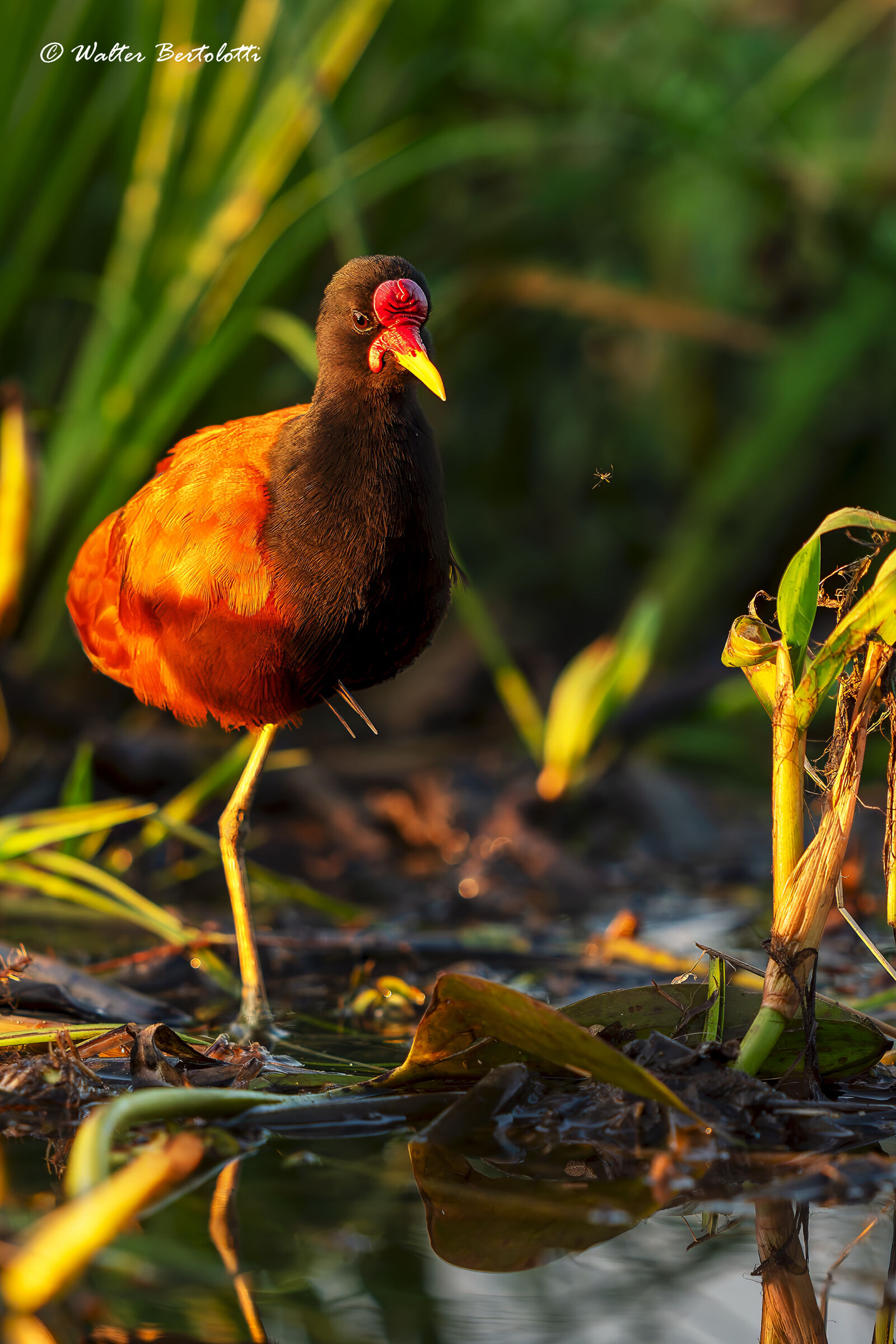 jacana