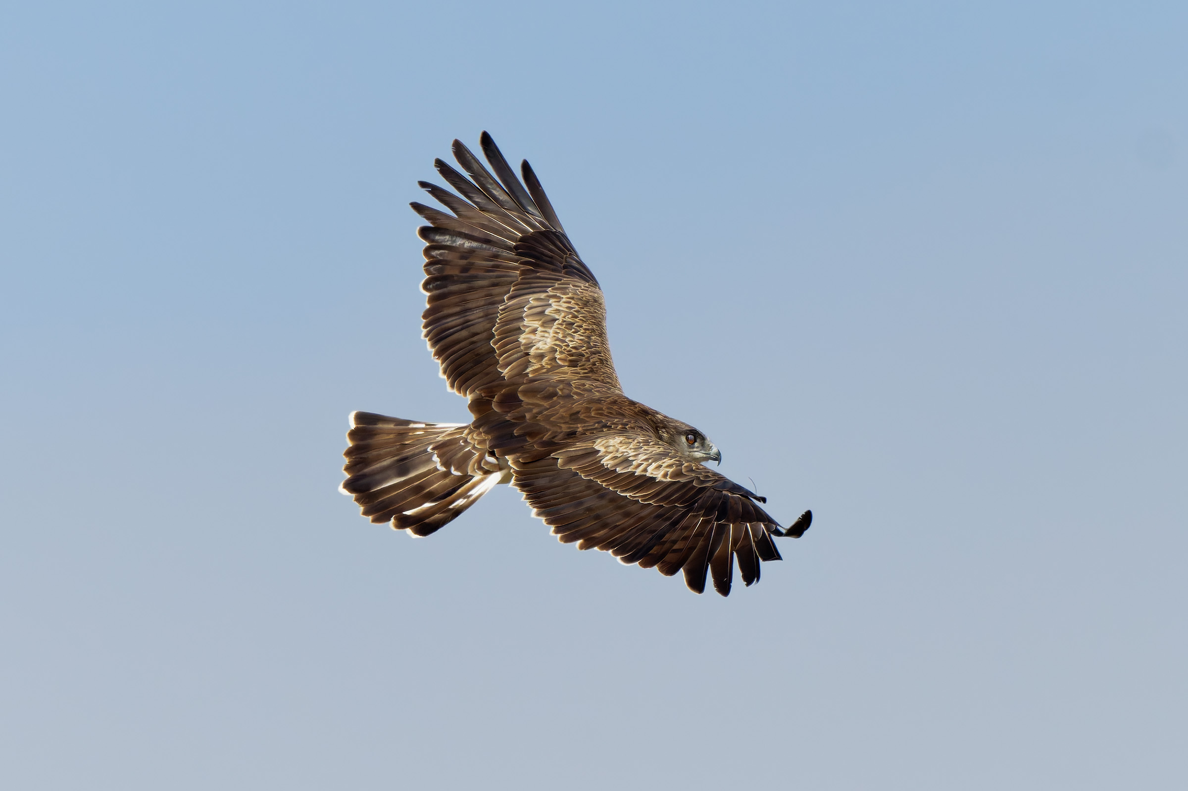 Harrier eagle