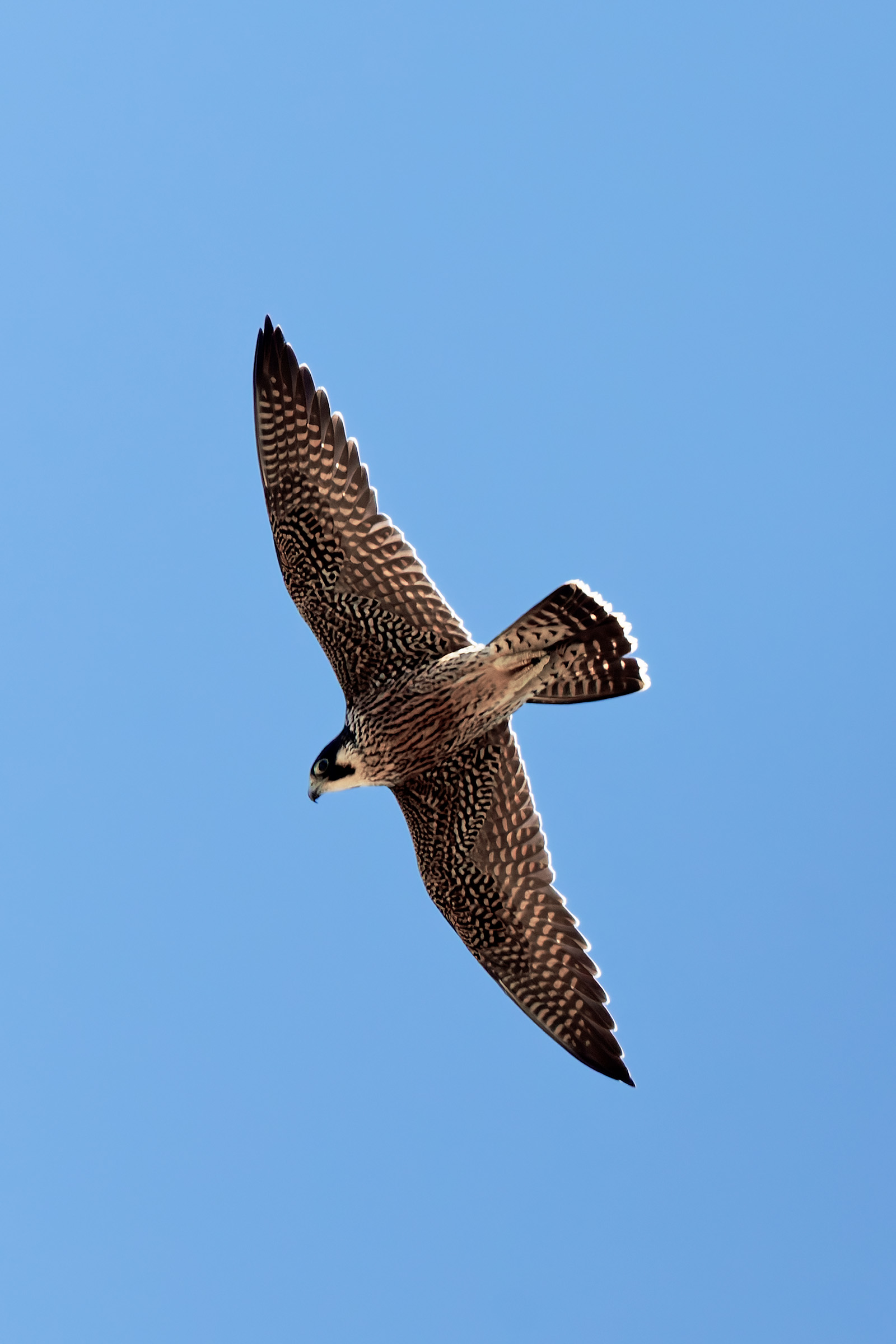Peregrine