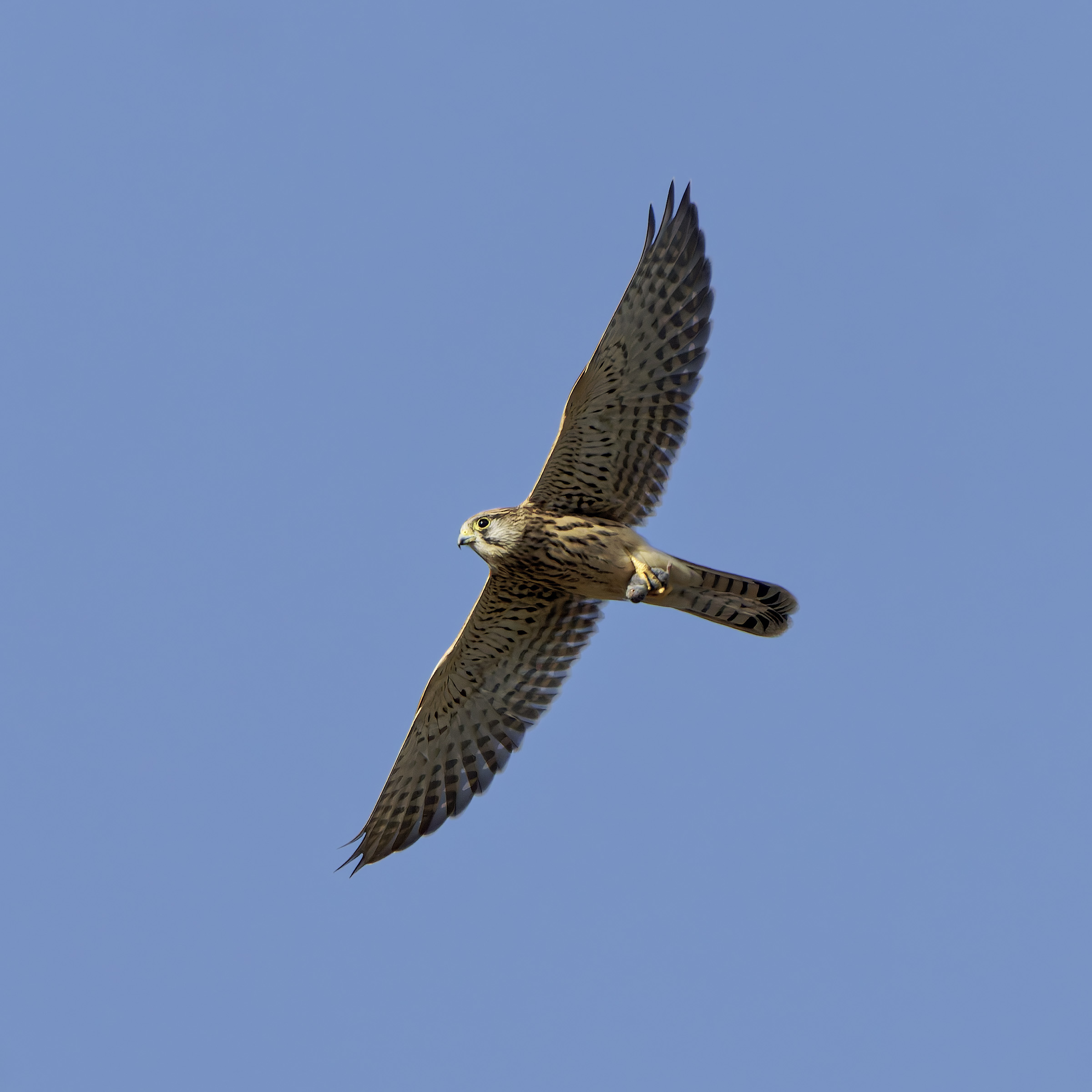 The prey of the Kestrel