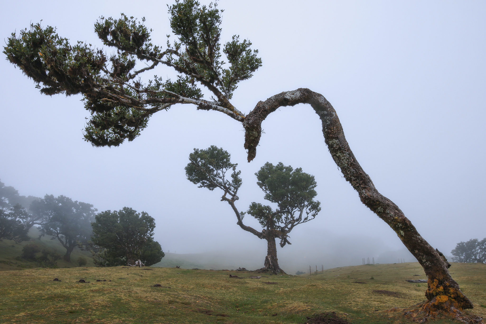 Dancing trees