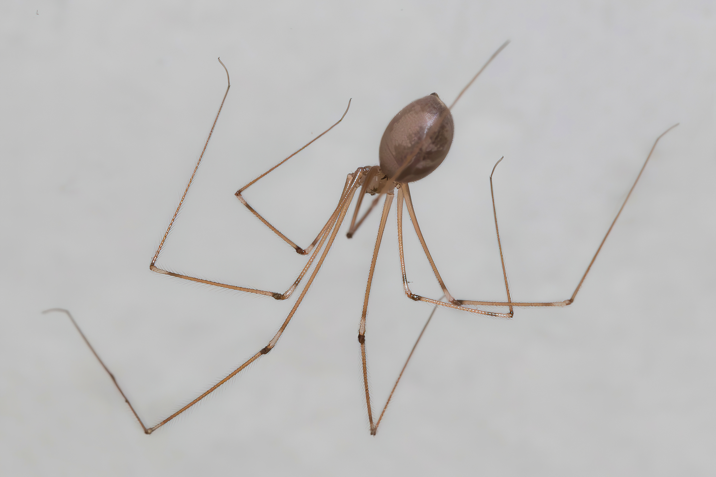 Pholcus phalangioides
