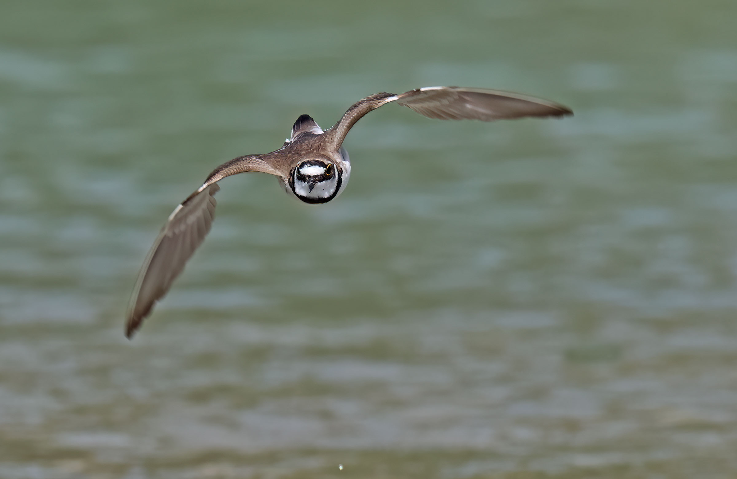 Front with small courier