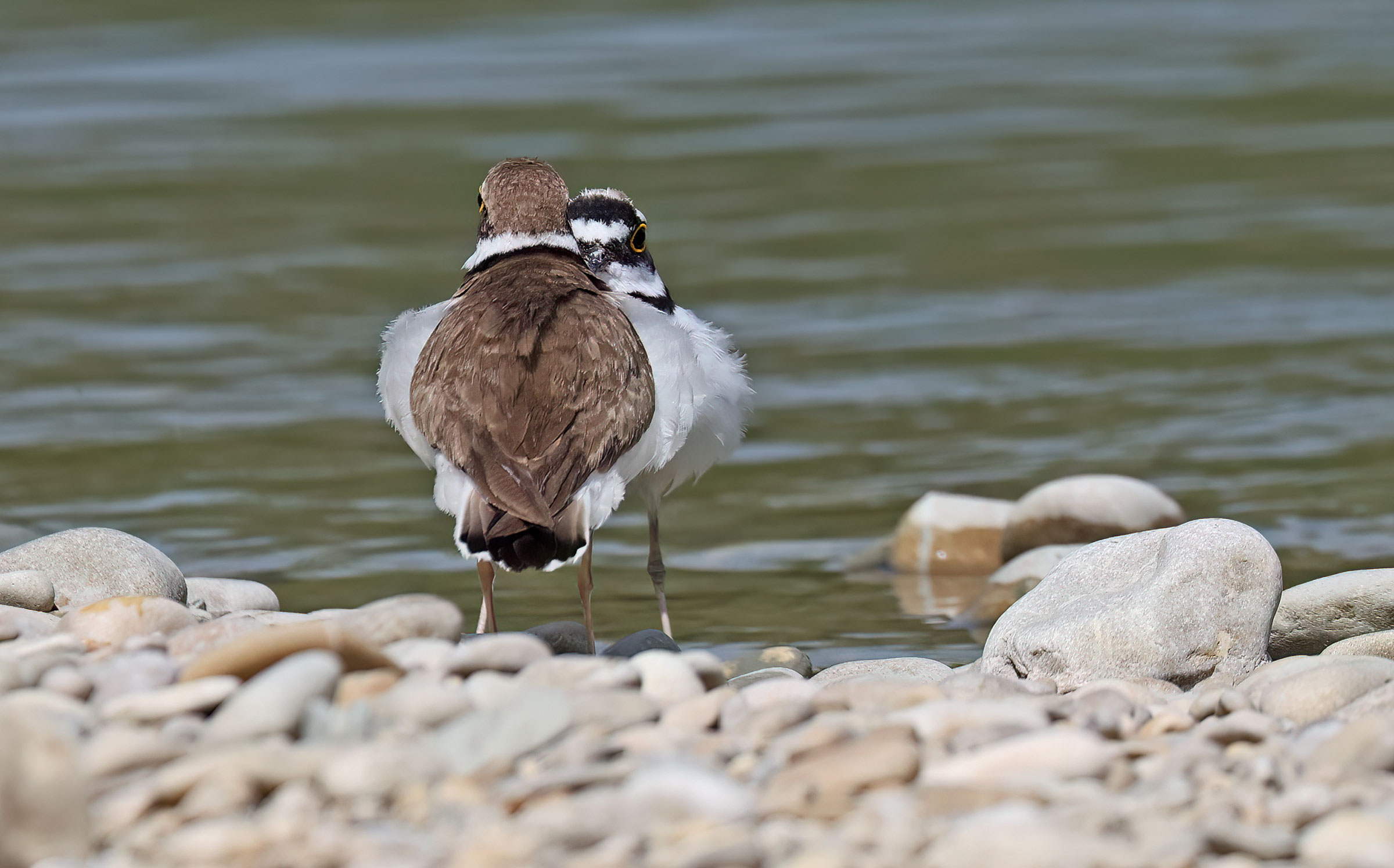 Courier in the mirror