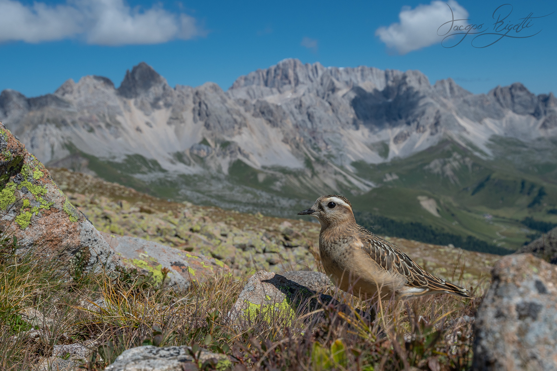 Tortolino Plover and Dolomites