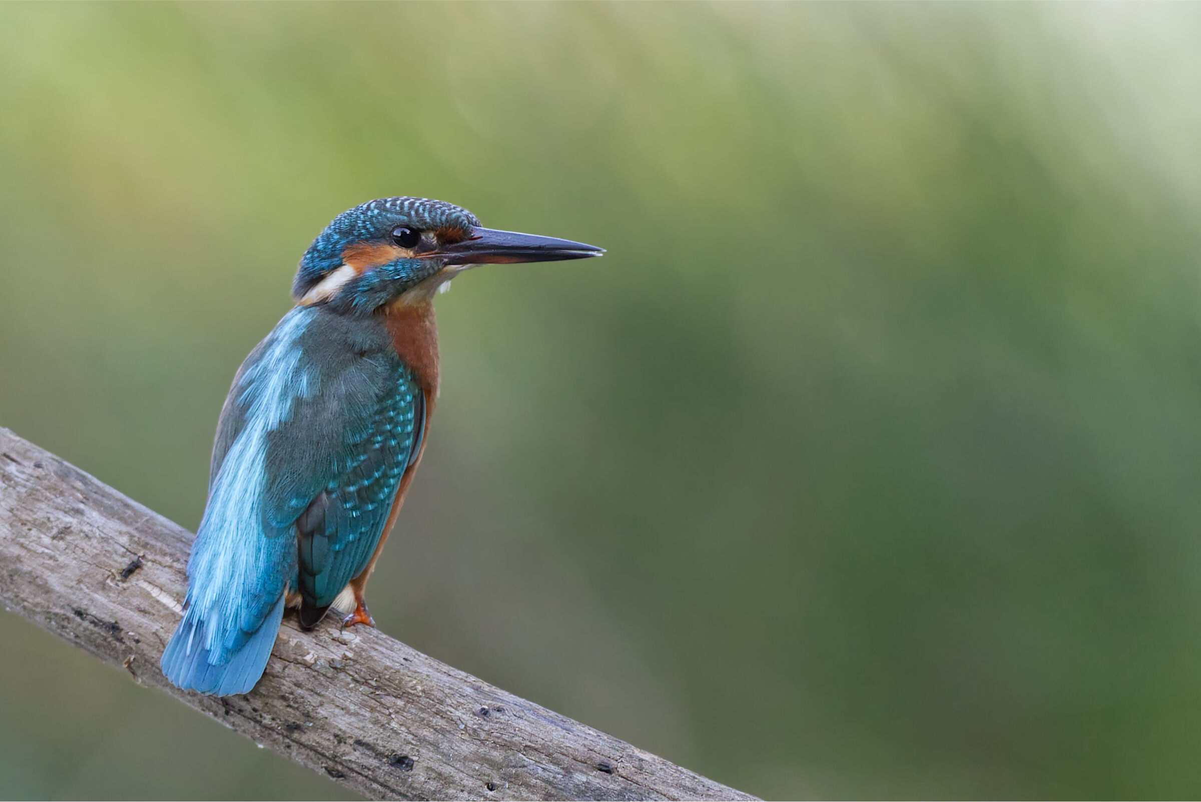 Kingfisher