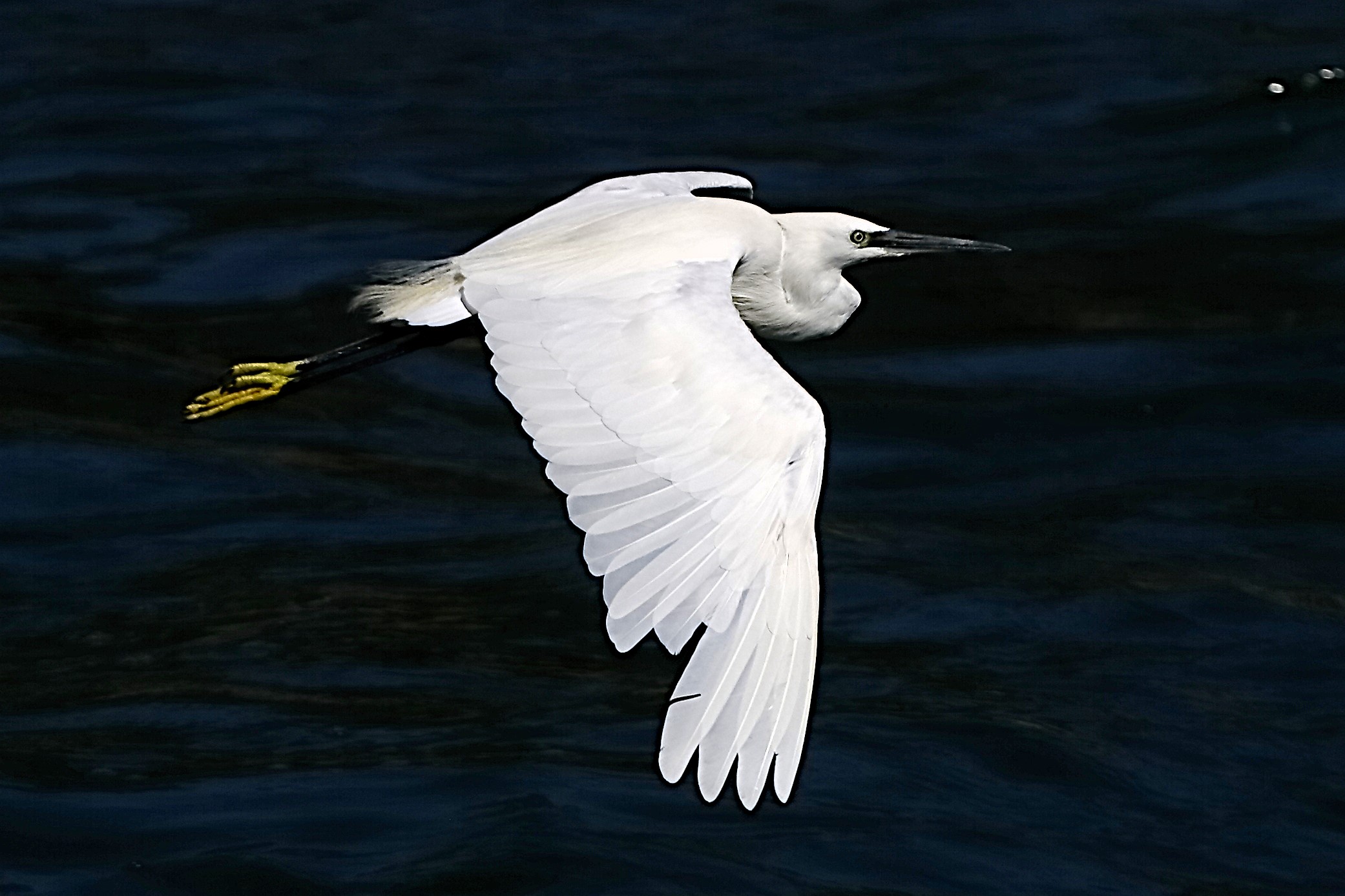 Garzetta 10 settembre 2024 - 0352