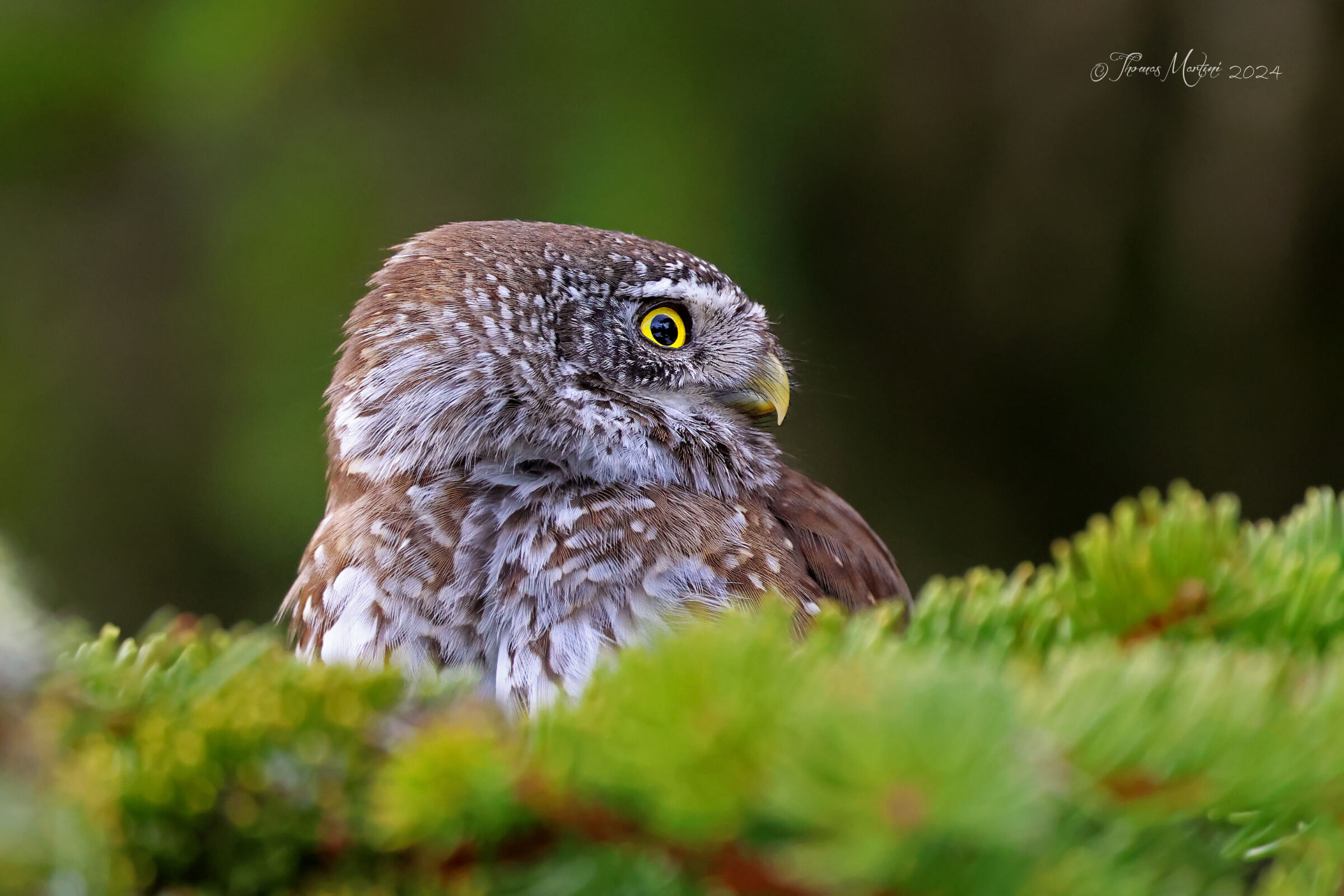 Close-up of the Nana