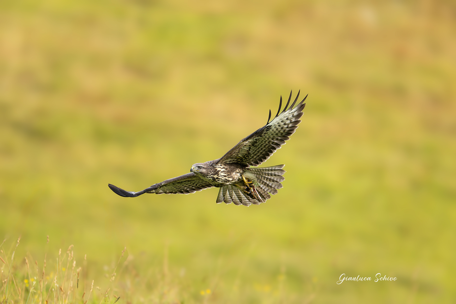 Buzzard with prey (small frog)