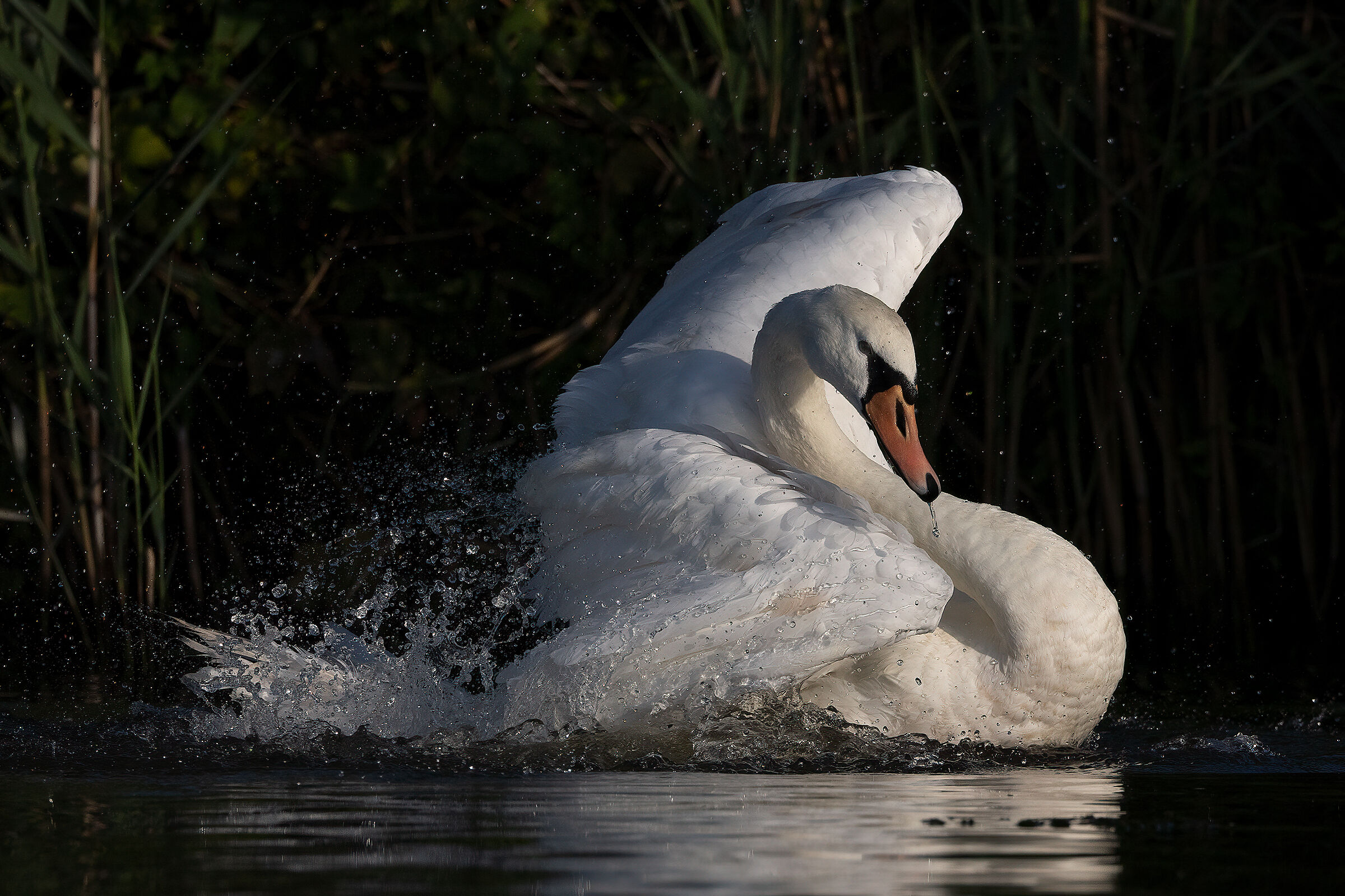 Cura del piumaggio per il Cigno reale