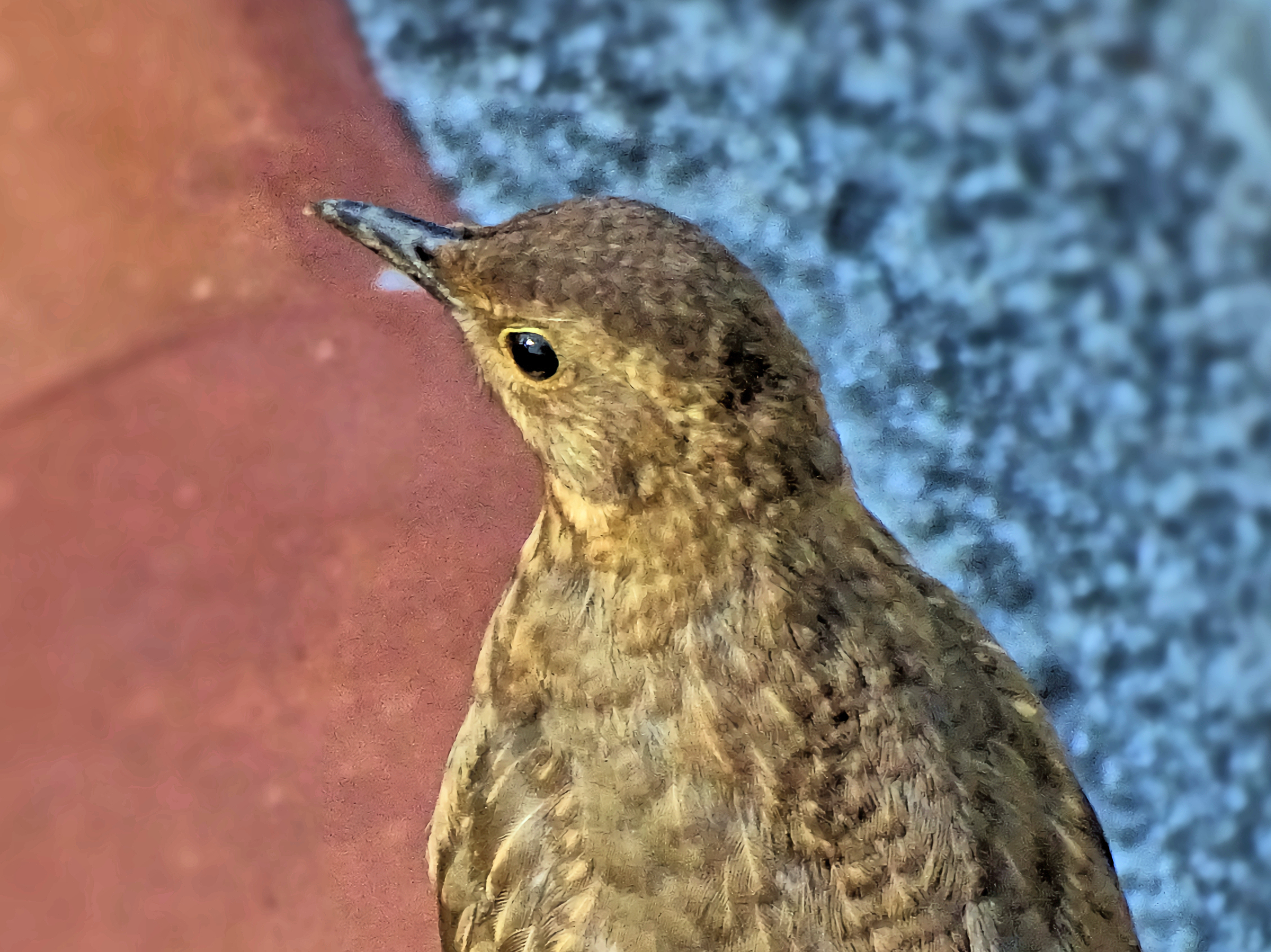 Blackbird