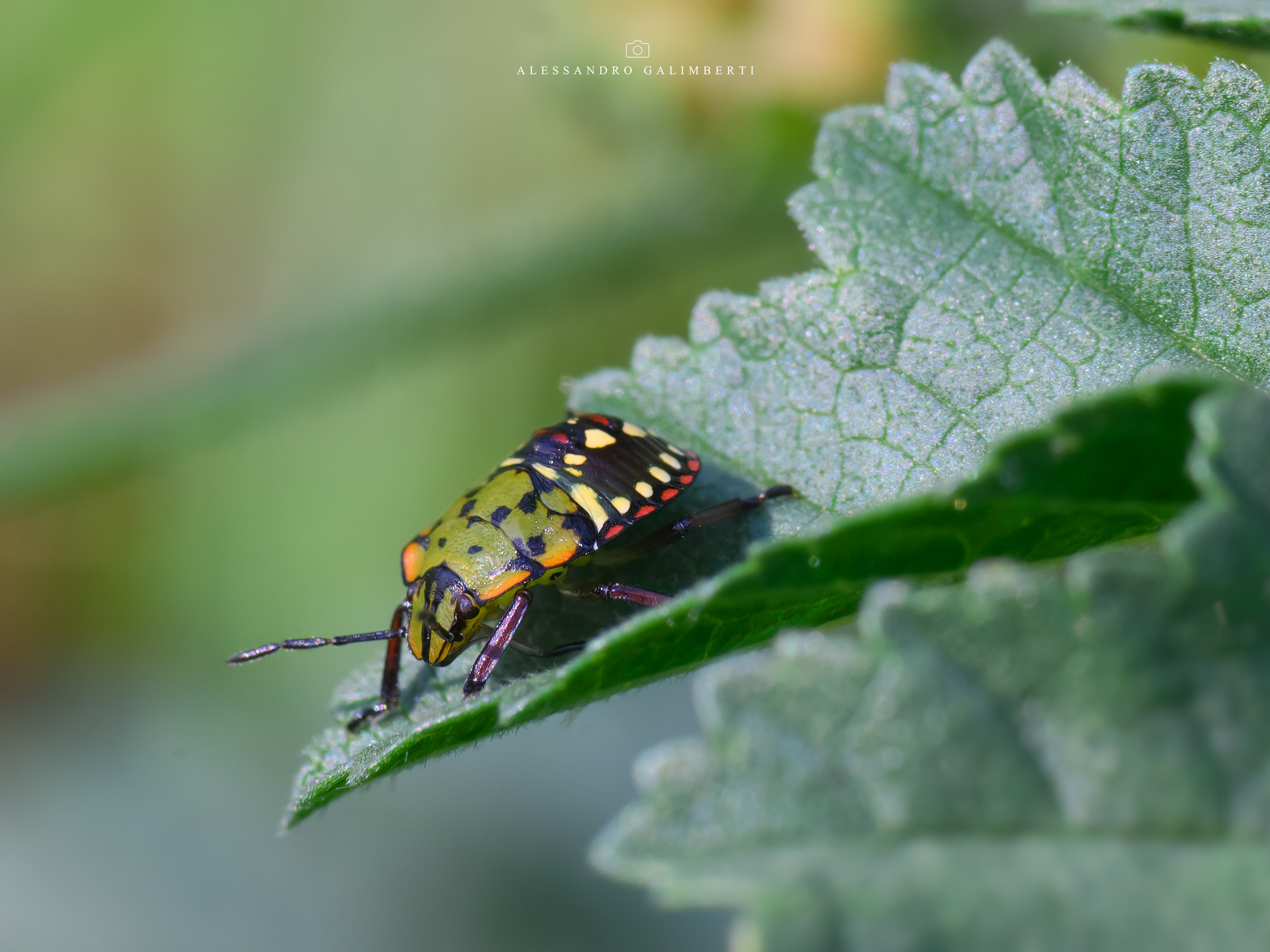 Untitled Photo