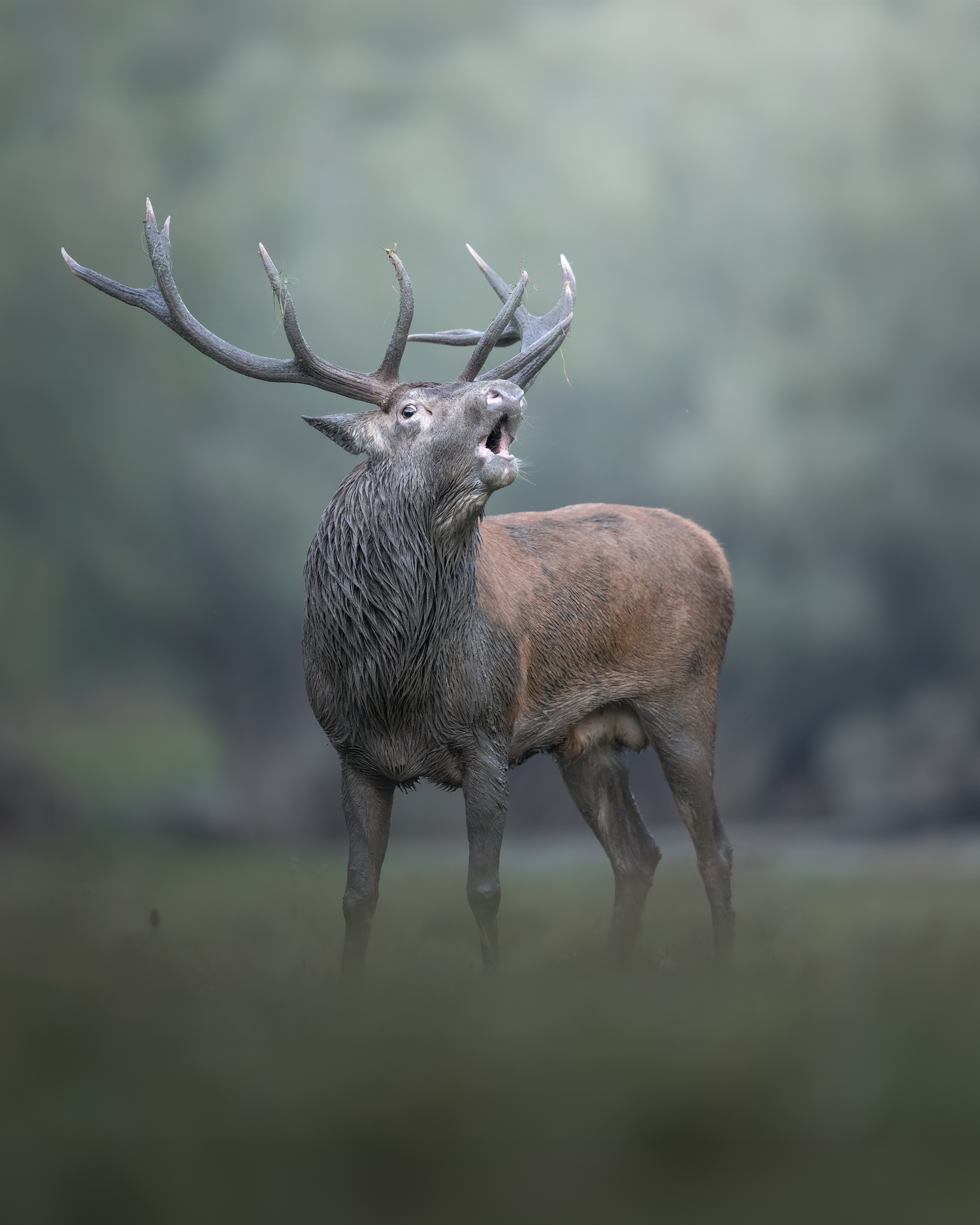 Il cervo che bramisce