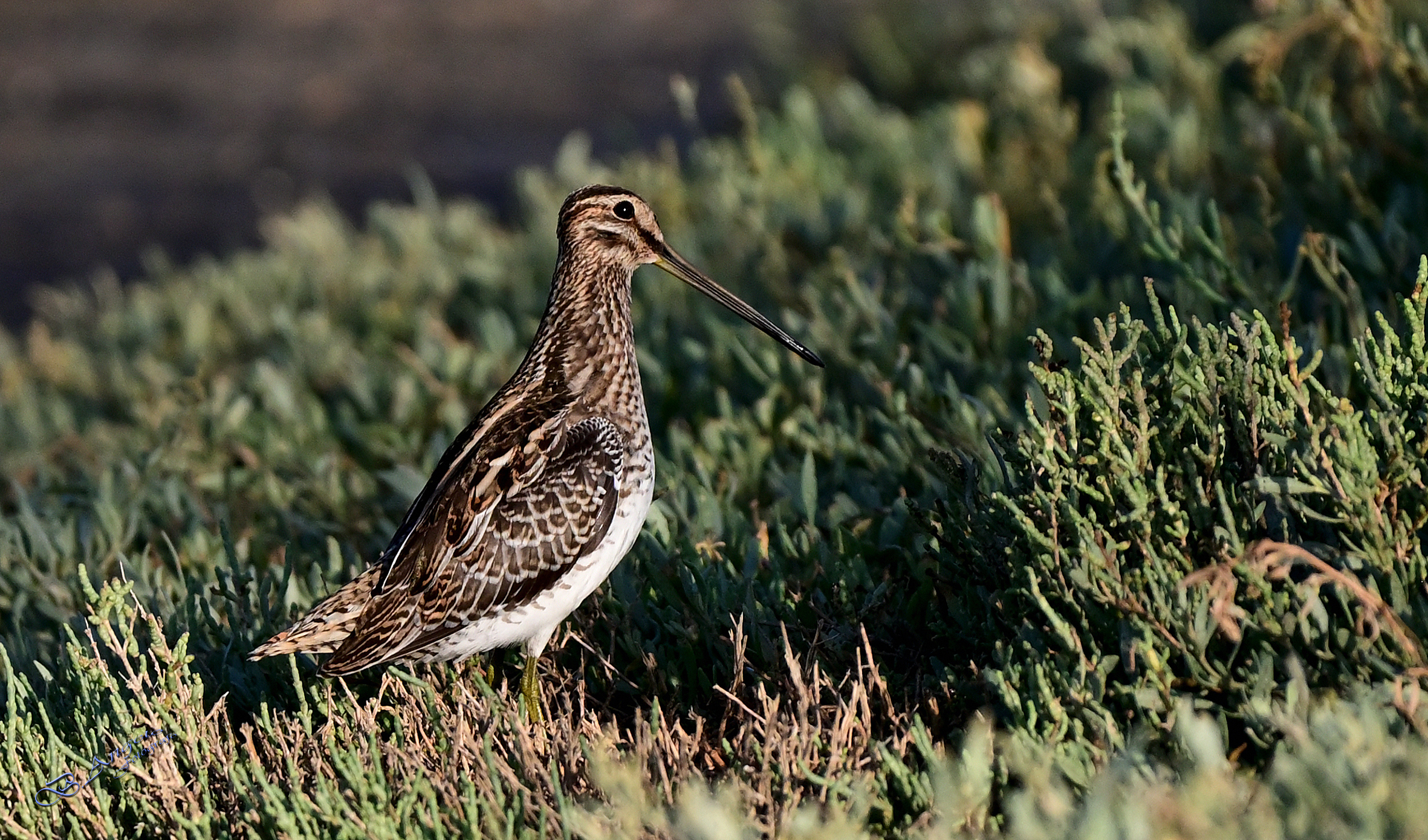 " Beccaccino " Maremma toscana !