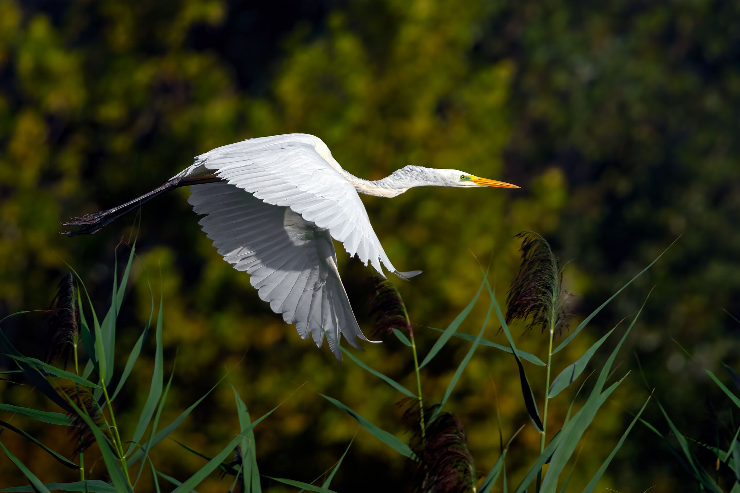 Arone bianco maggiore