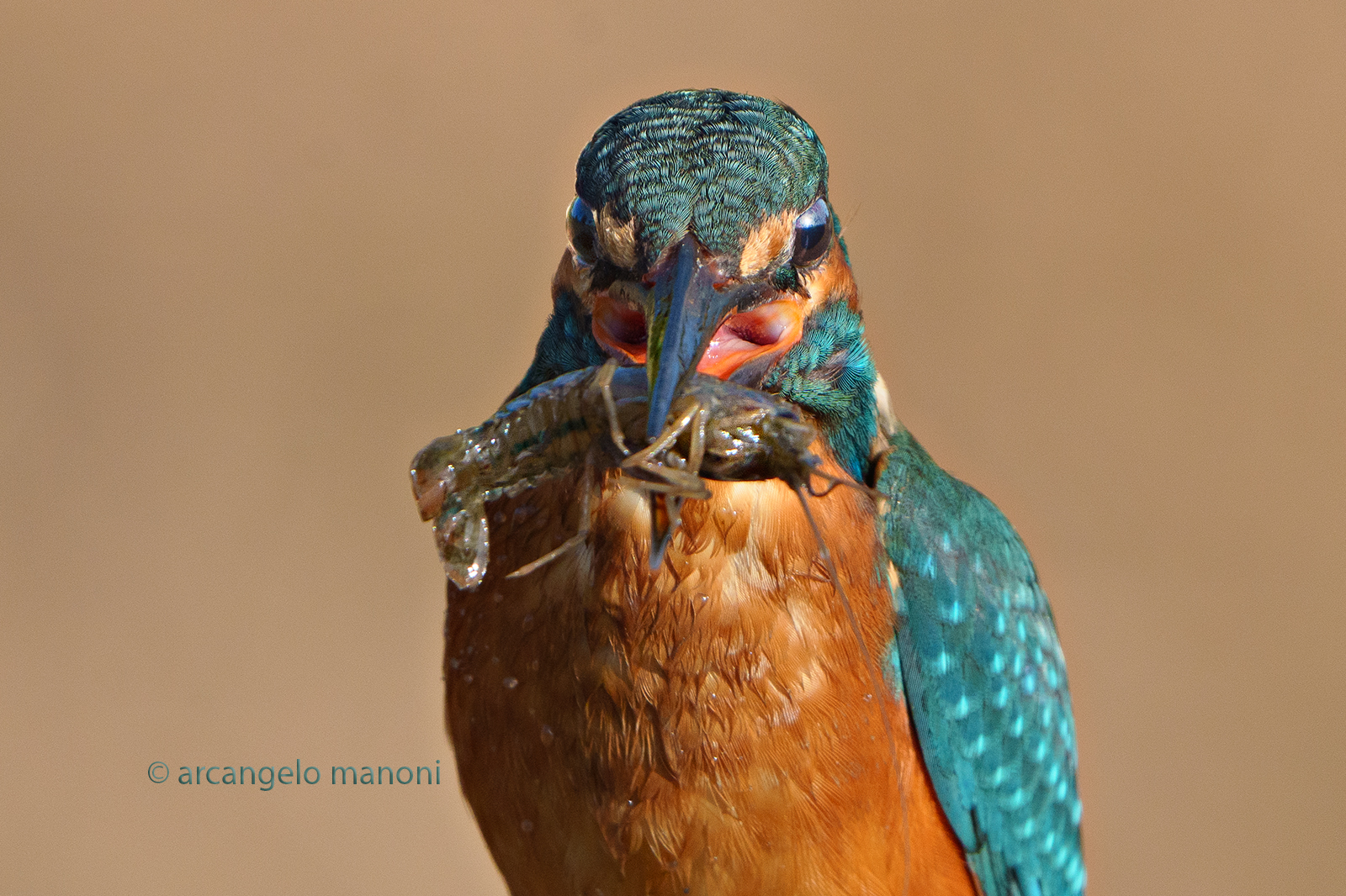 The crayfish and the martino