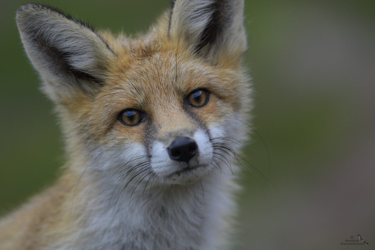 Another shot of the curious fox