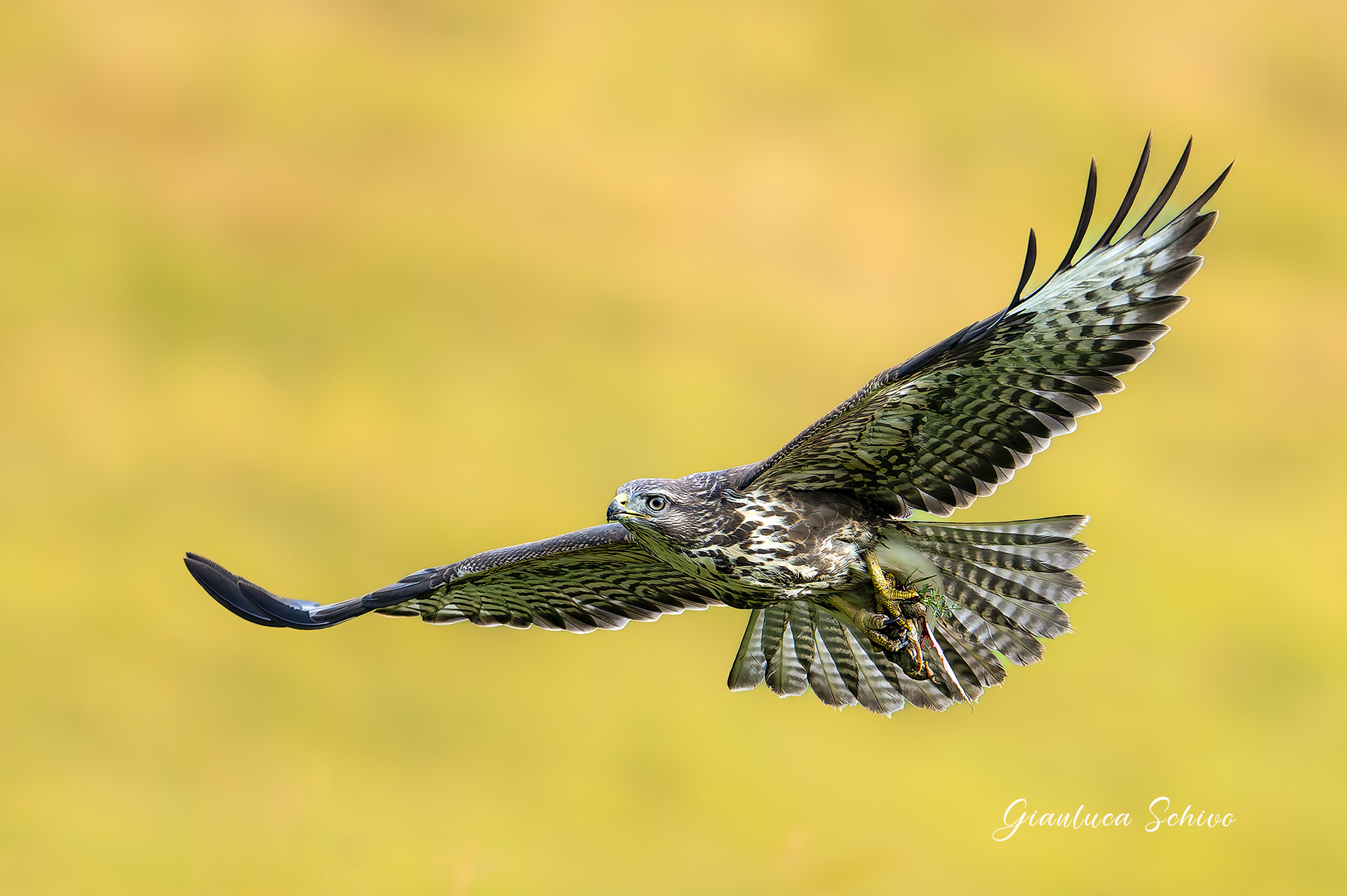 Buzzard with prey (small frog) crop