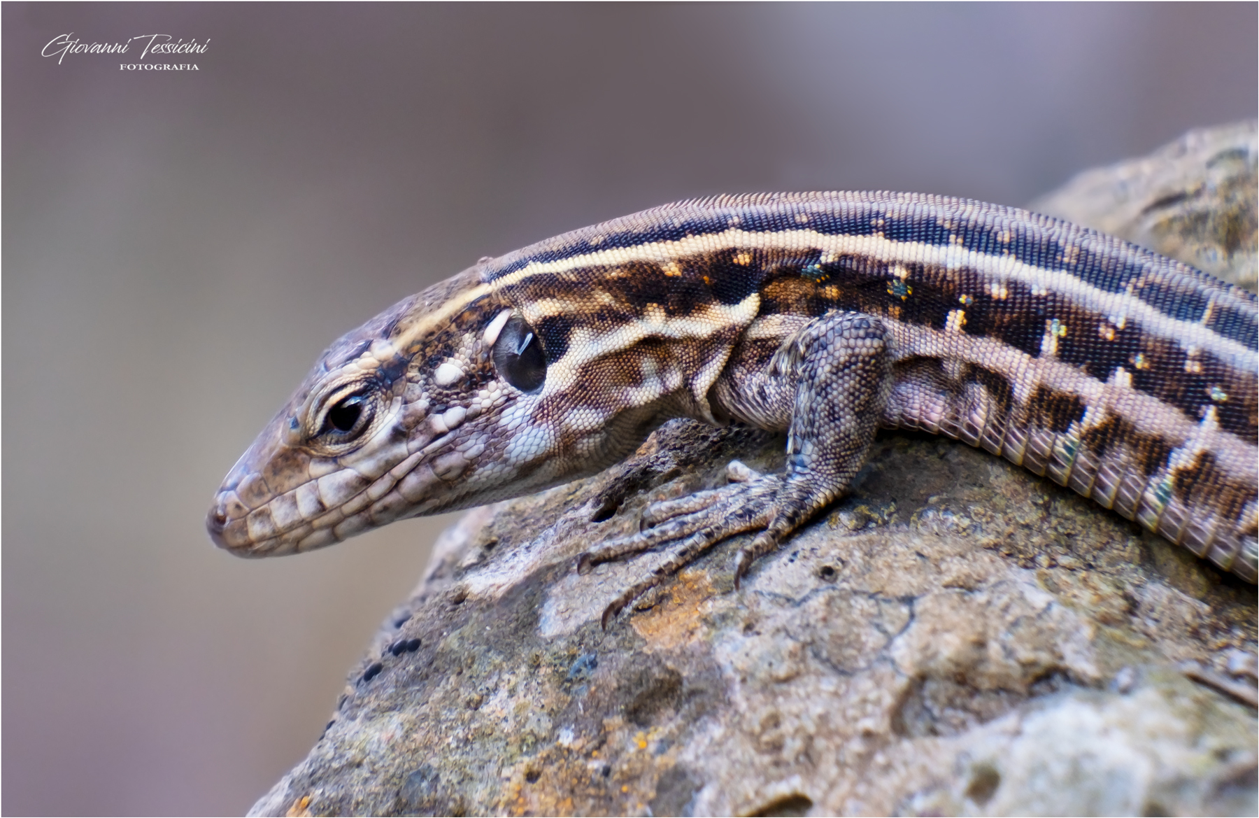 My first macro lizard