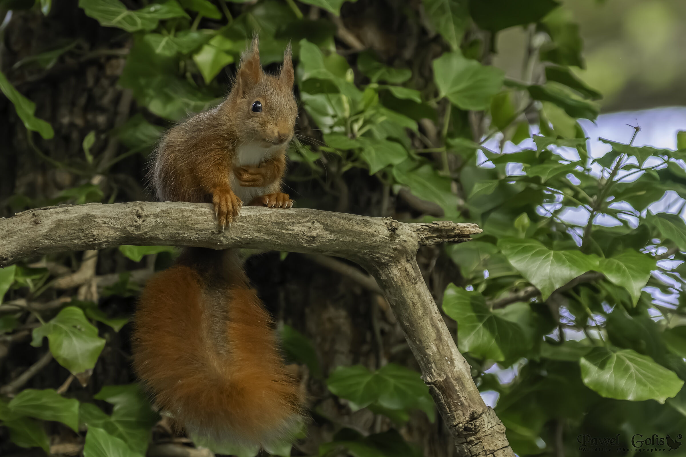Scoiattolo rosso eurasiatico (Sciurus vulgaris)